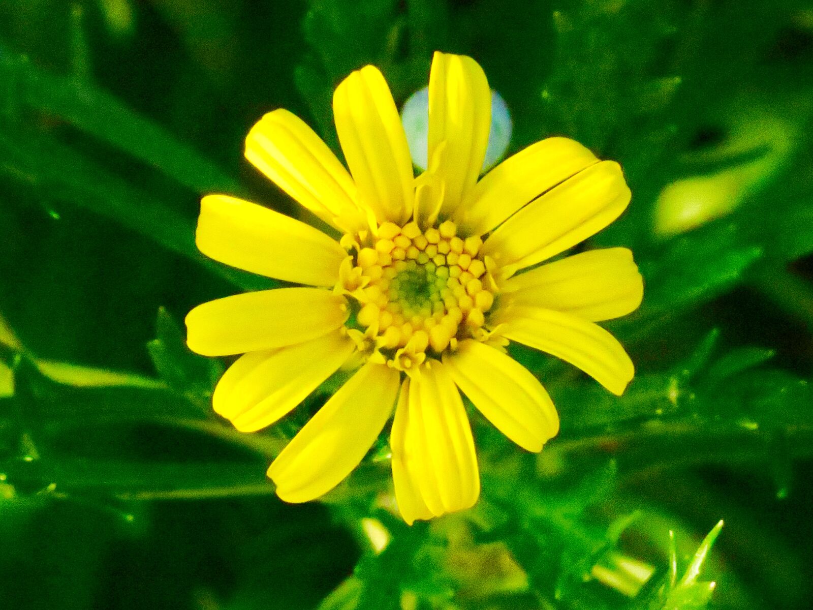 Canon PowerShot G3 X sample photo. Flower, natural, summer photography
