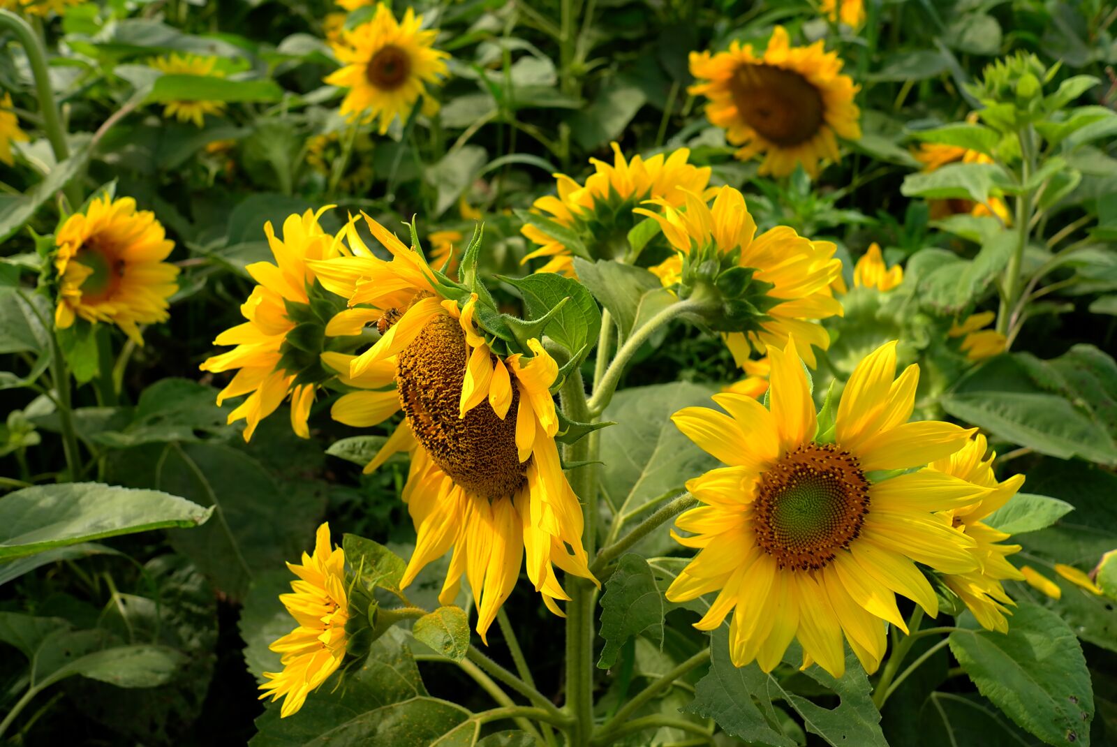 Leica X1 sample photo. Sunflower, flowers, nature photography