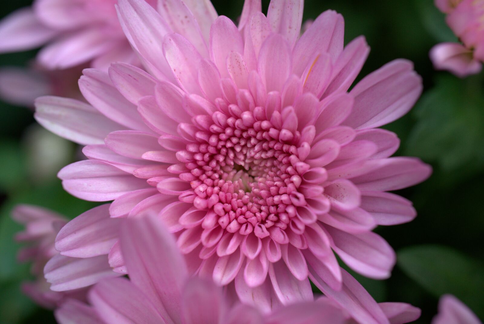 Sony a7 II + Sony FE 50mm F2.8 Macro sample photo. Flower, blossom, bloom photography