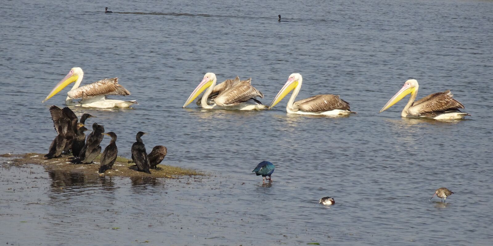 Sony Cyber-shot DSC-HX90V sample photo. Great white pelican, pelecanus photography