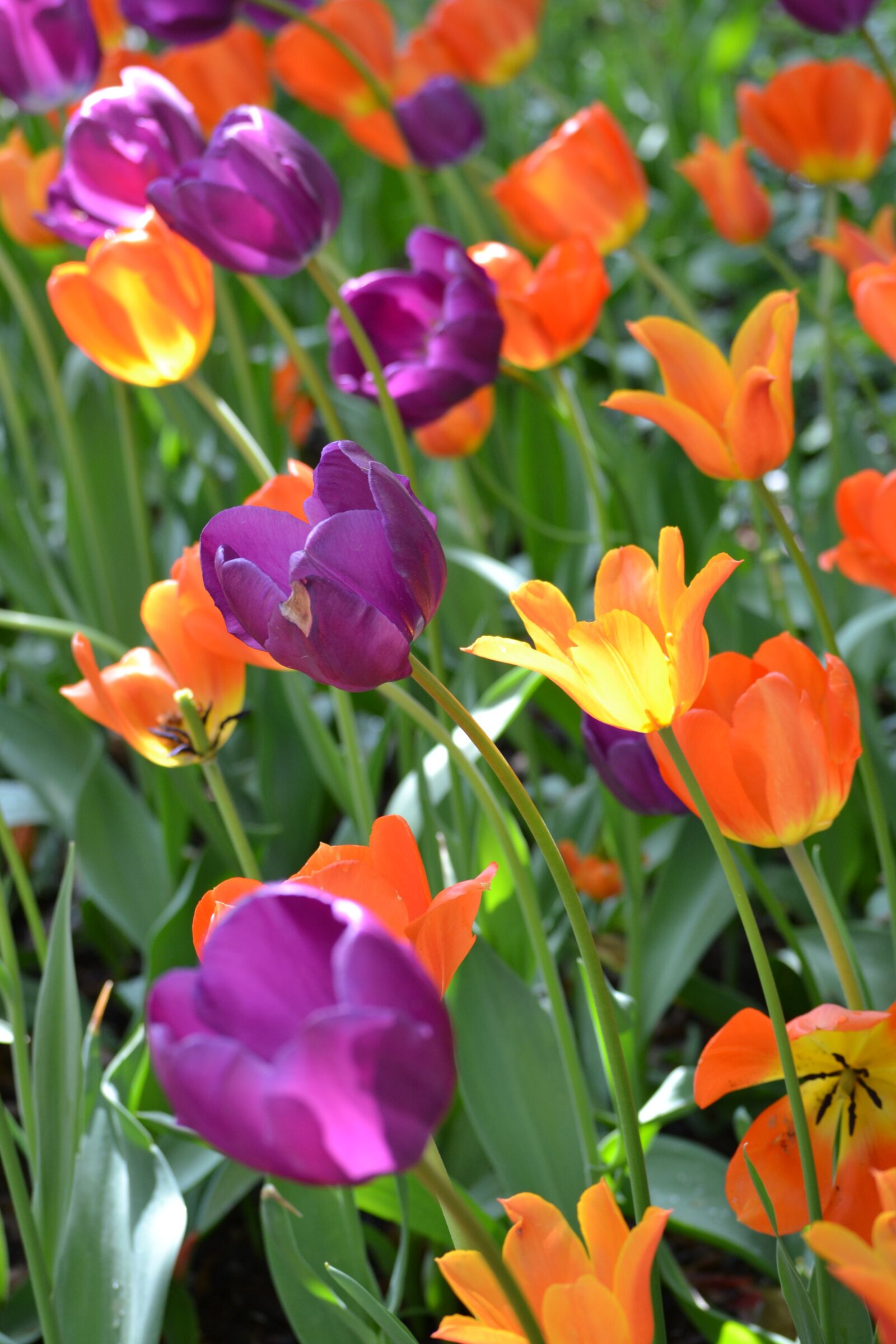 Nikon D3100 sample photo. Flowers, tulips, new york photography