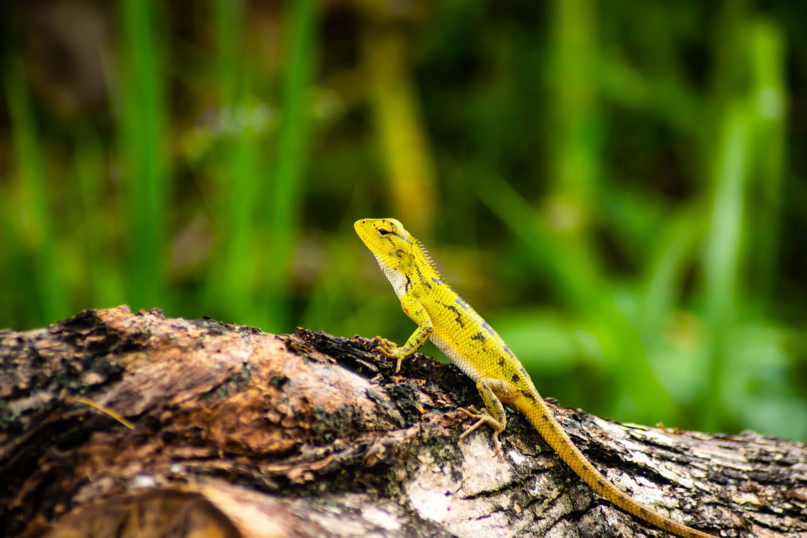 Tamron AF 70-300mm F4-5.6 Di LD Macro sample photo. Chameleon, background, isolated photography