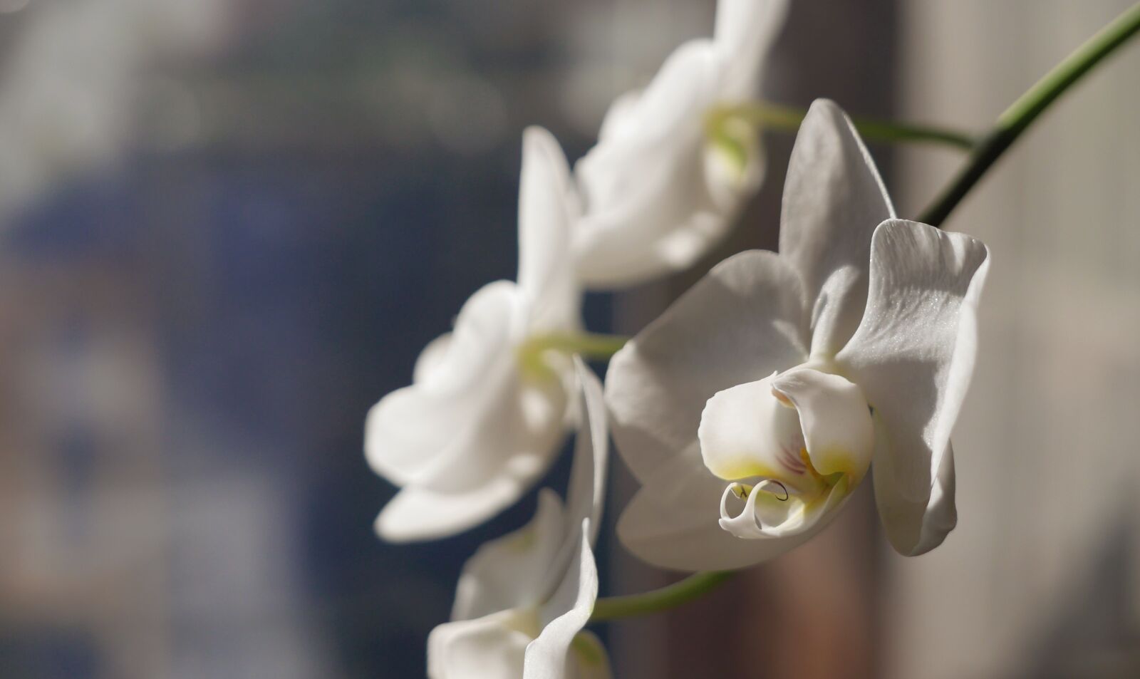 Panasonic Lumix DMC-LX100 sample photo. Orchid, macro, flower photography
