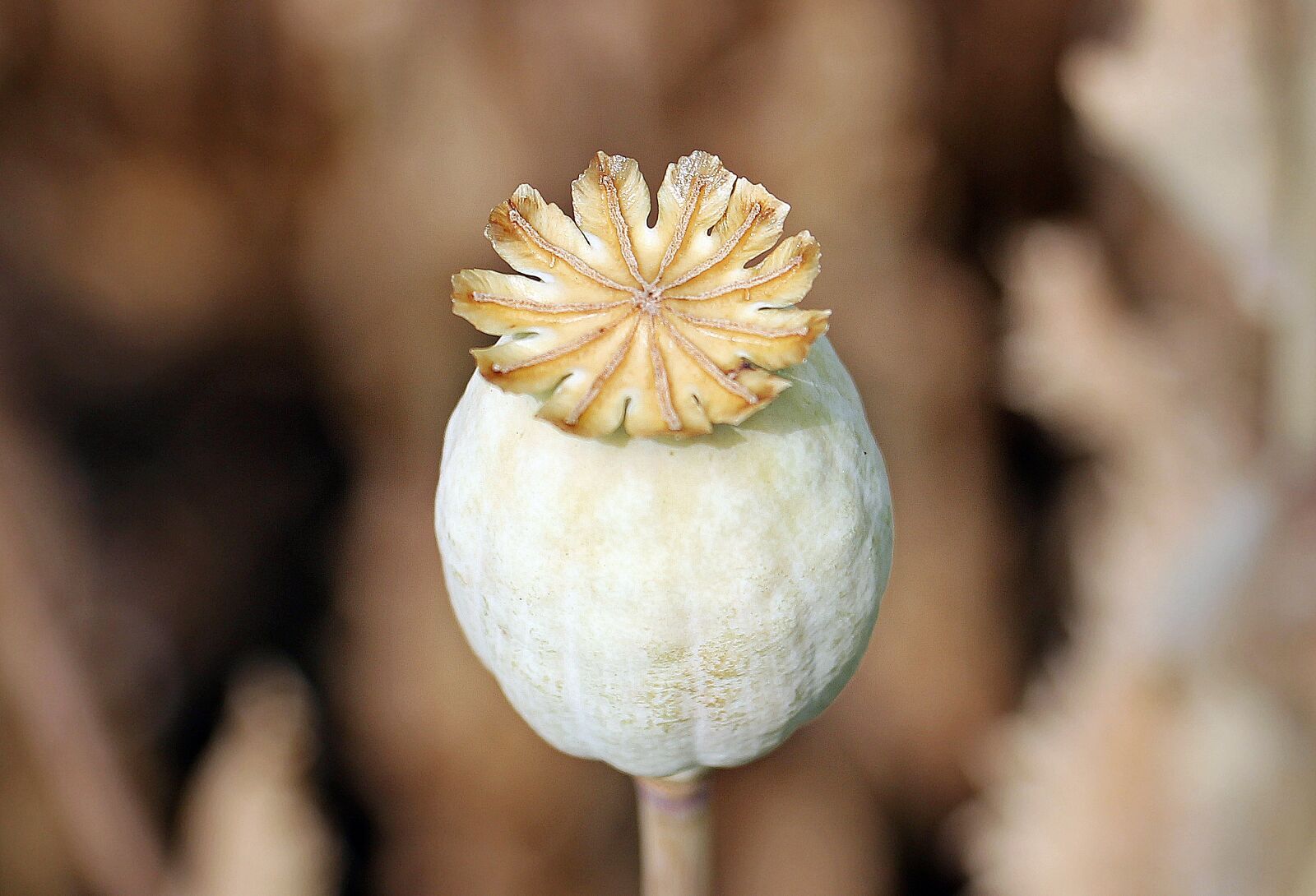 Canon EOS 550D (EOS Rebel T2i / EOS Kiss X4) sample photo. Poppy, poppy butt, plant photography