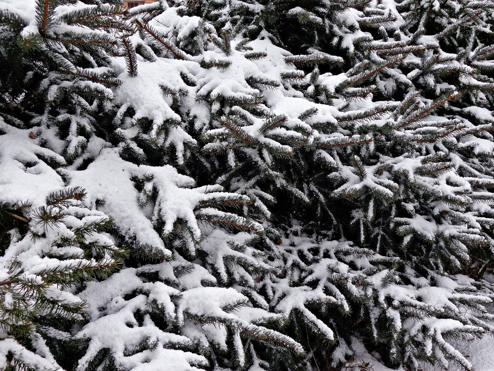 Sony Cyber-shot DSC-H90 sample photo. Snow, christmas tree, winter photography