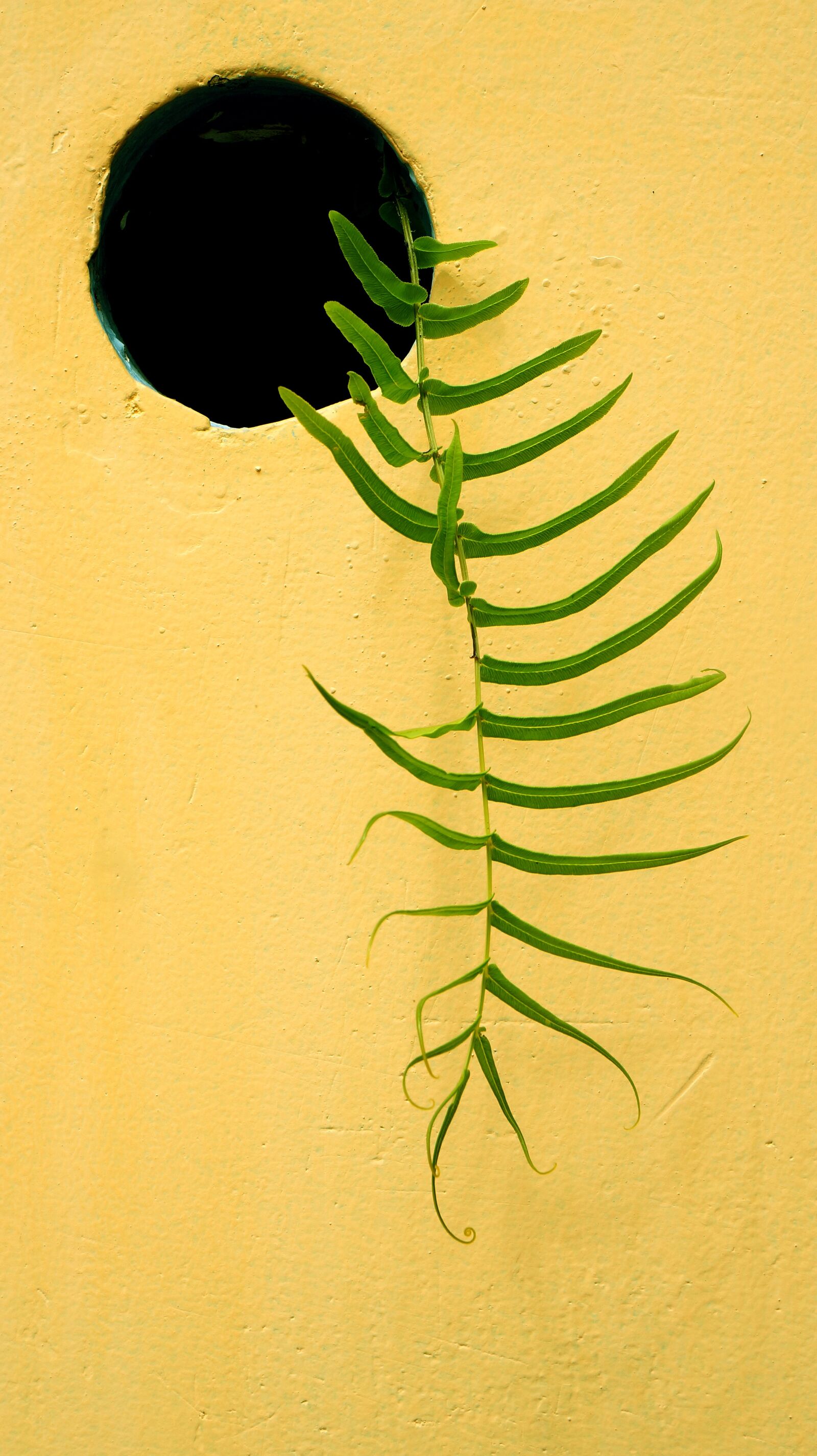 Sony Alpha NEX-F3 + Sony E 18-55mm F3.5-5.6 OSS sample photo. The leaves, wall, fern photography