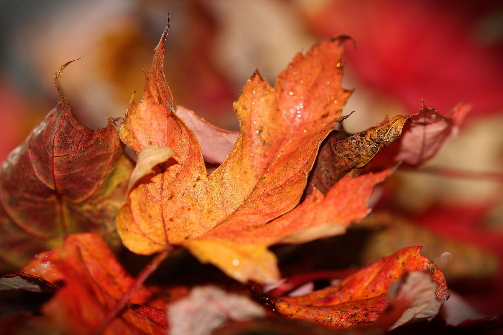 Canon EOS 600D (Rebel EOS T3i / EOS Kiss X5) + Canon EF 100mm F2.8 Macro USM sample photo. Autumn leaves, fall, leaf photography