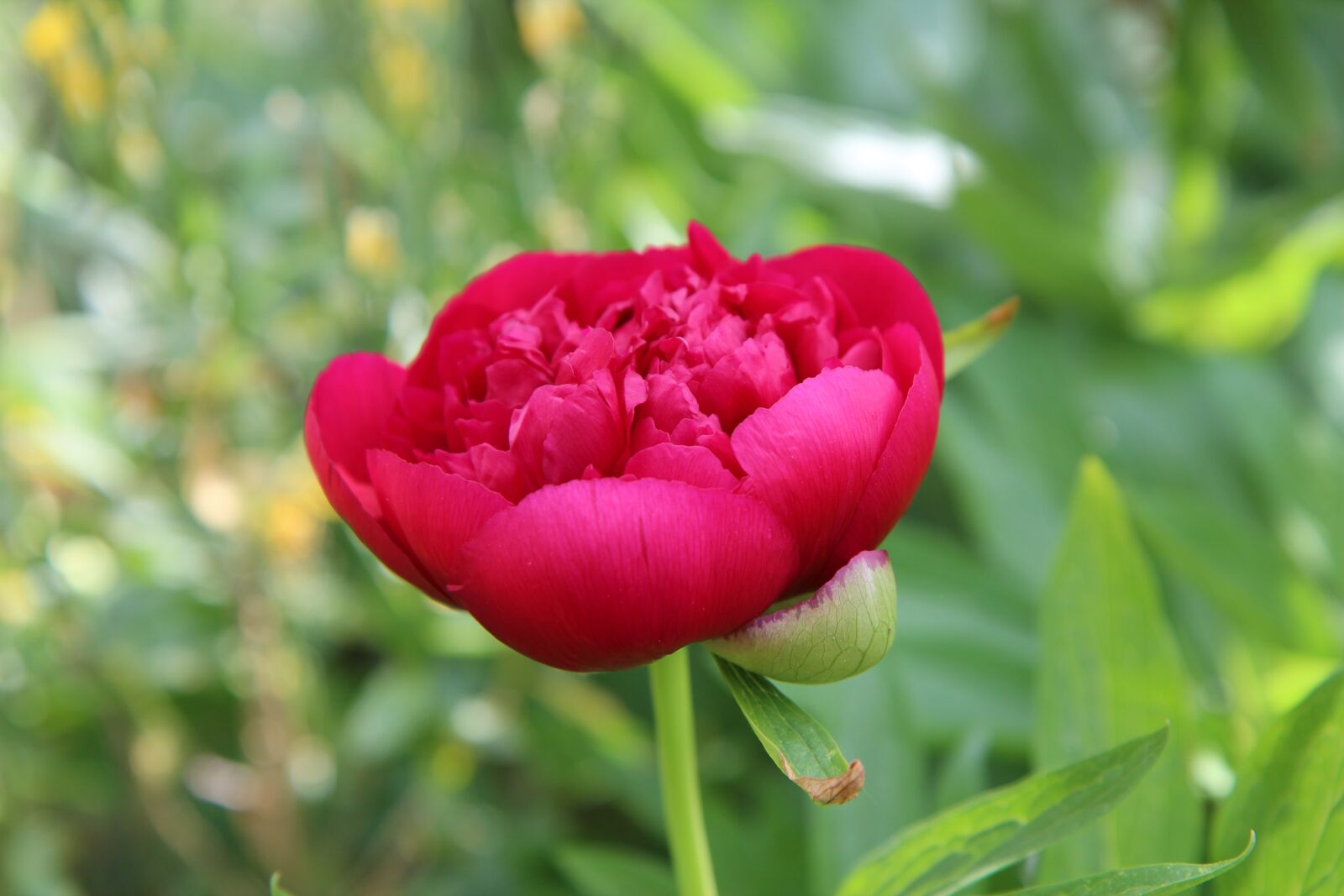 Canon EOS 600D (Rebel EOS T3i / EOS Kiss X5) sample photo. Peony, peony red, spring-flowering photography