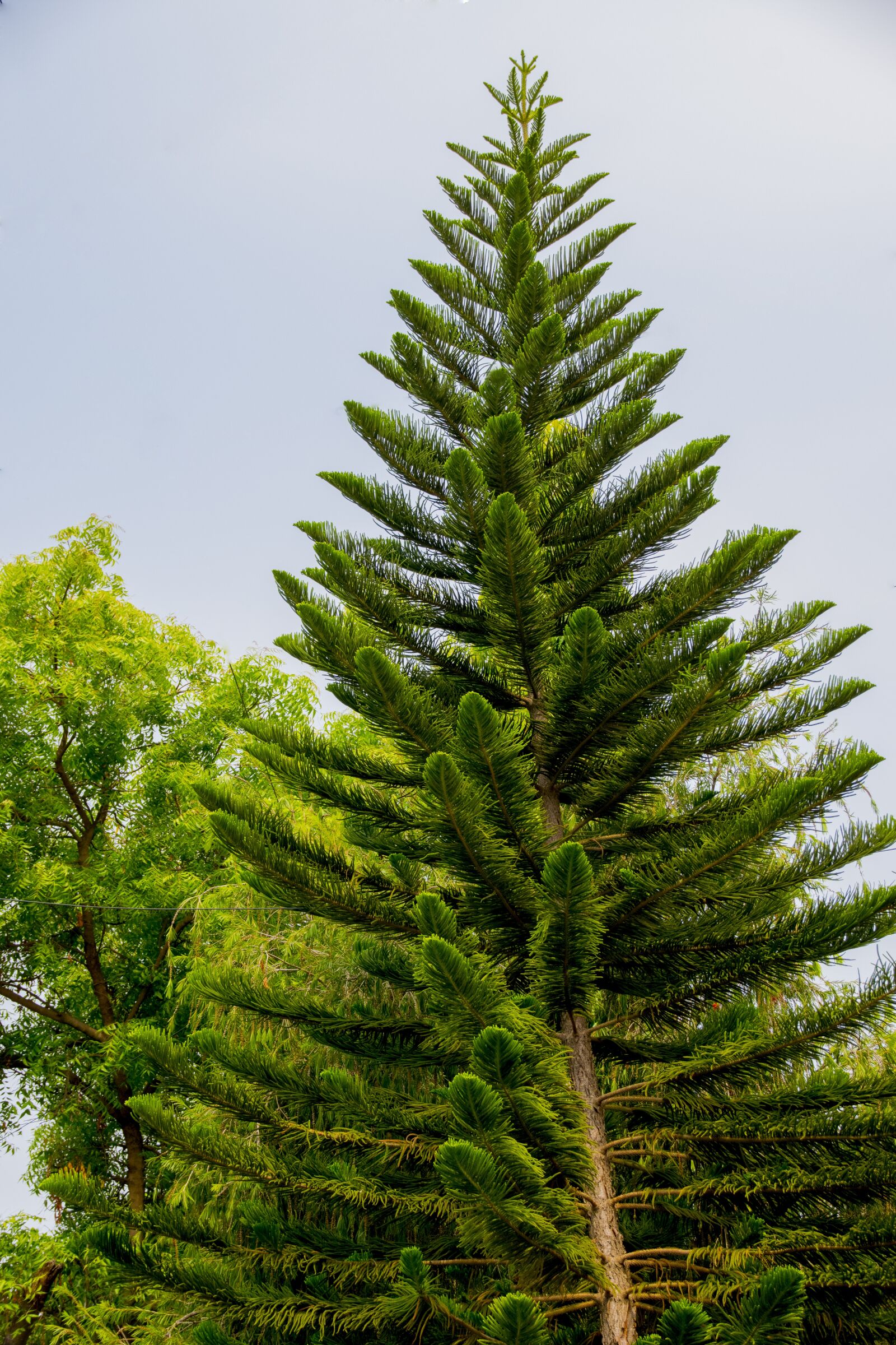 Nikon D3300 sample photo. Bangalore, conifer, fisheye view photography