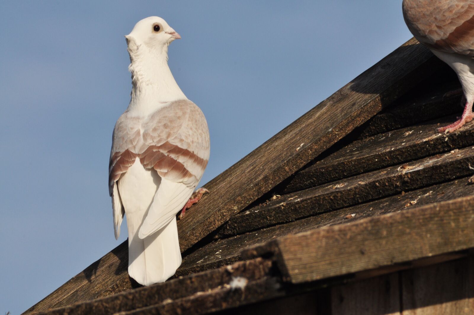 Nikon D90 sample photo. Dove, bird, birds photography