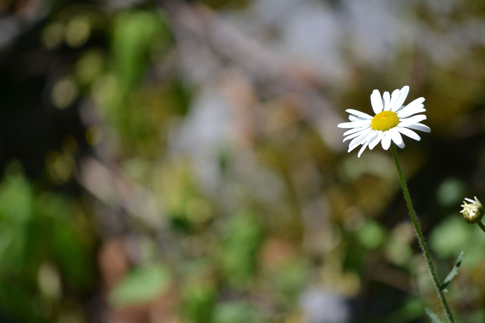 Nikon D3100 sample photo. Daisy, flower, wild photography