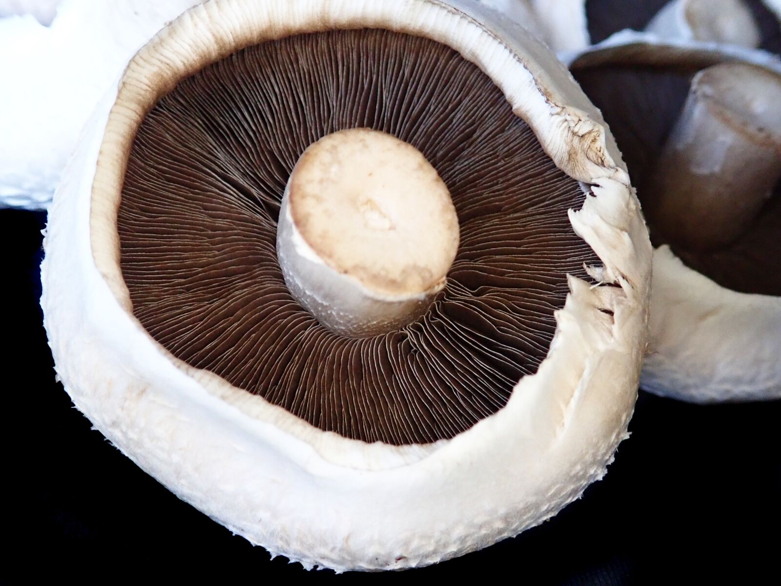 Olympus TG-5 sample photo. Vegetable, mushroom, healthy photography
