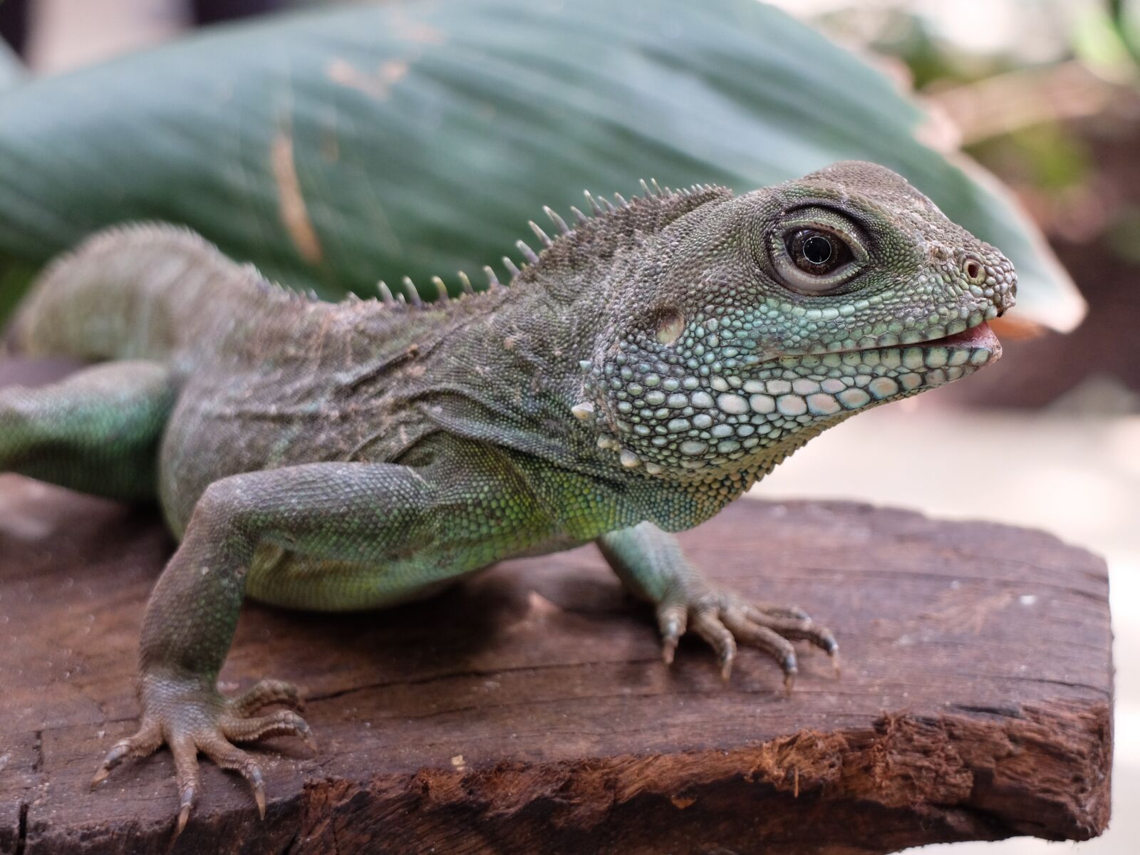 Fujifilm X30 sample photo. Lizard, eye, green photography