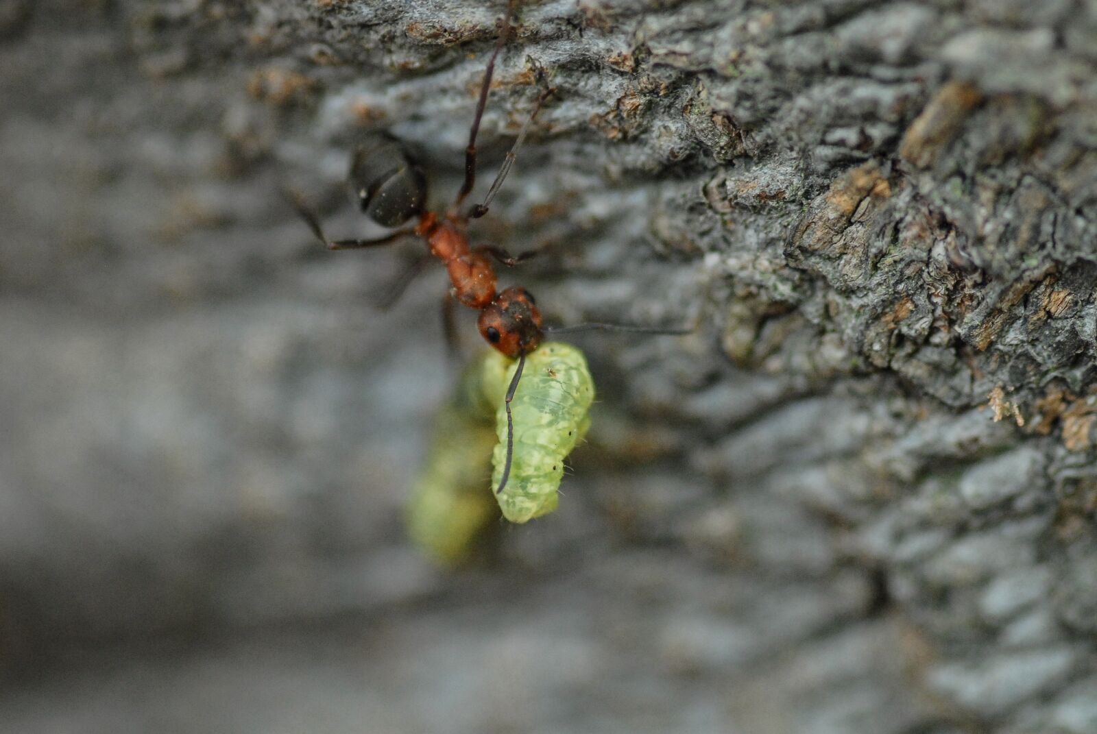 Nikon D200 sample photo. Ant, caterpillar, nature photography
