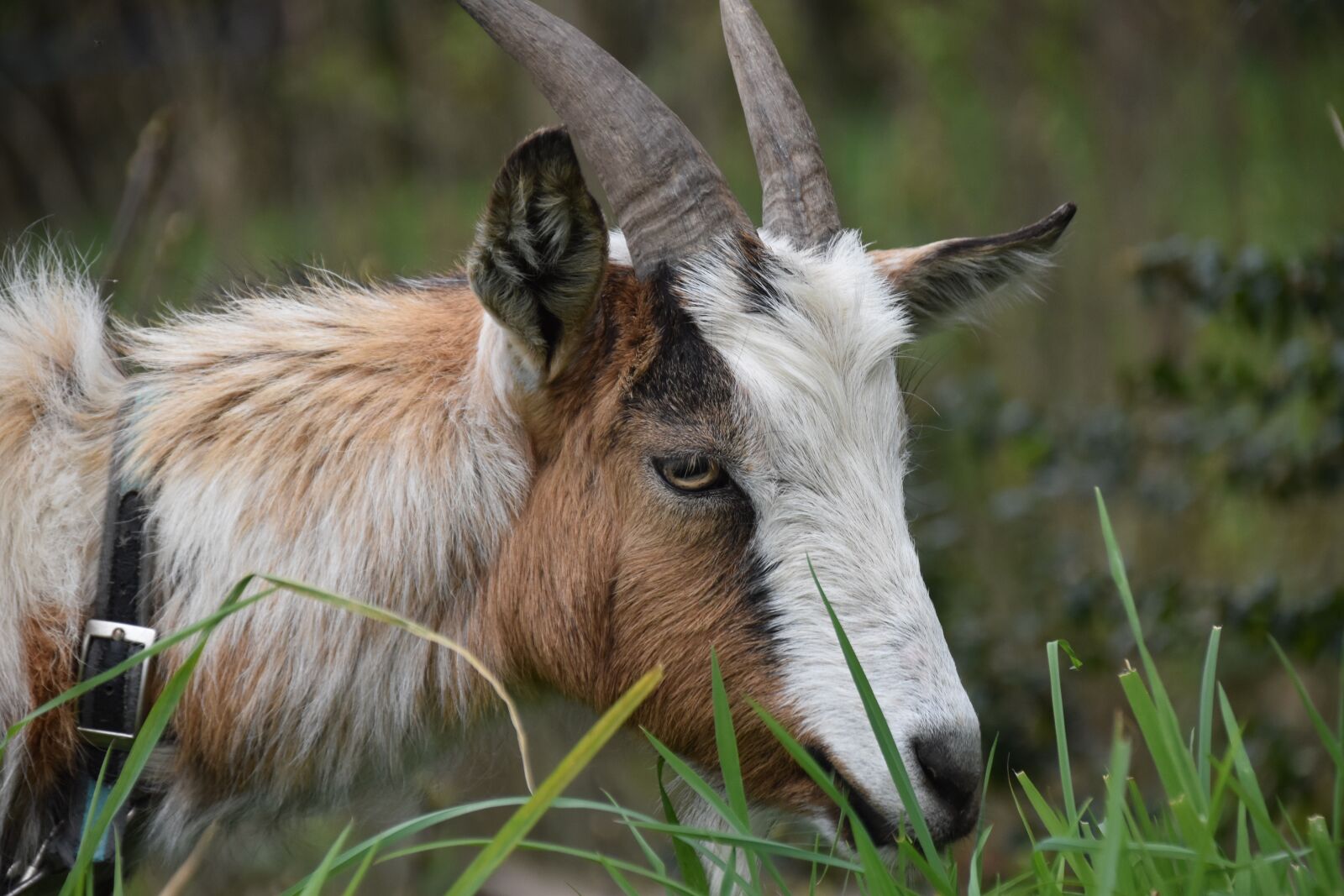 Nikon D5600 sample photo. Goat, goat horns, ruminants photography