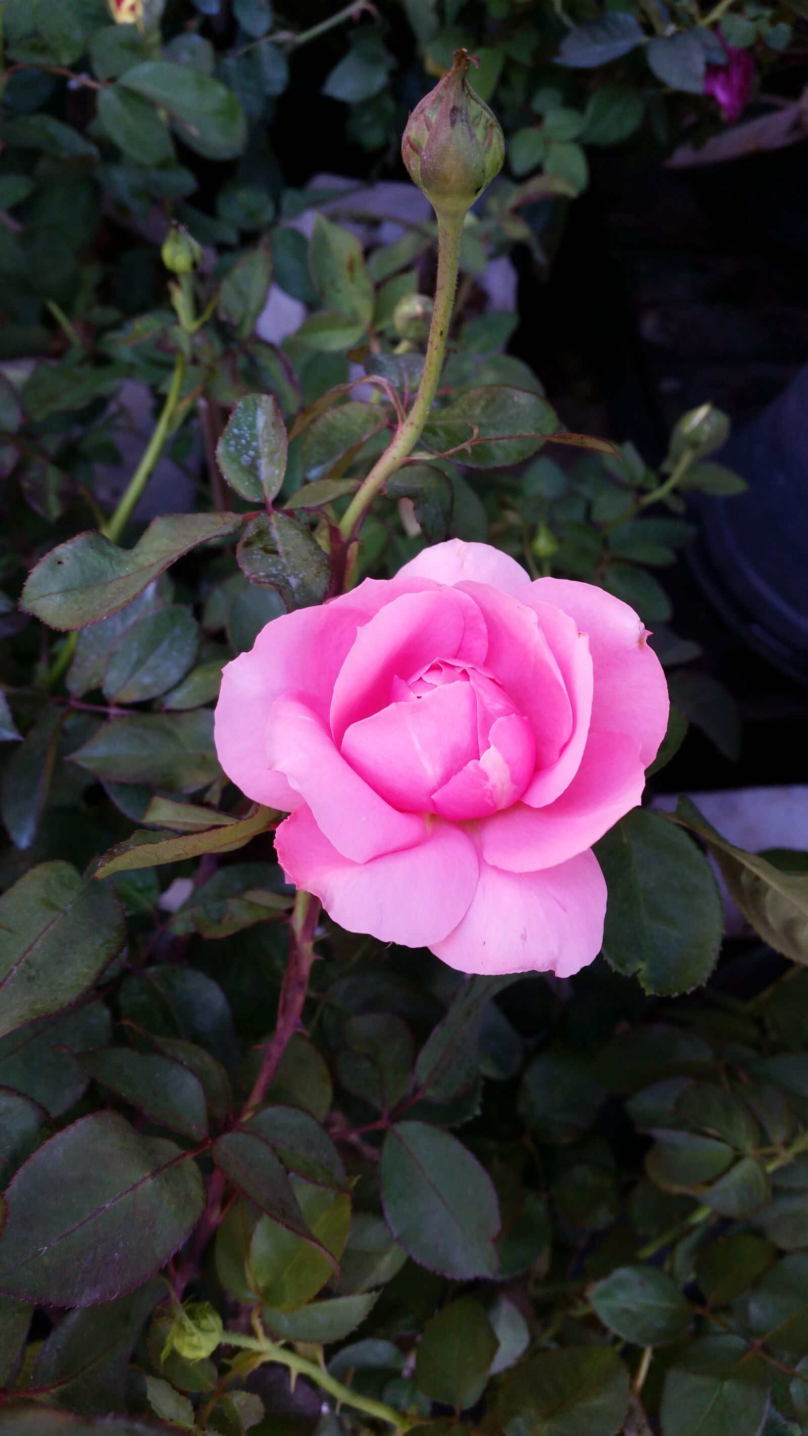 Samsung Galaxy S5 sample photo. Flower, rose, flowers photography
