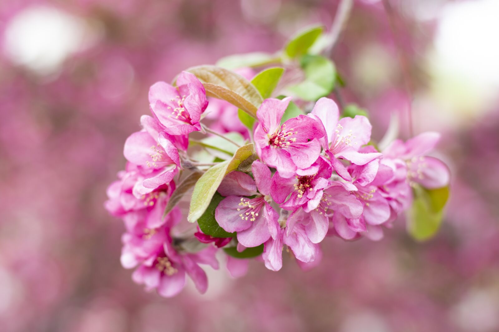Nikon D7500 sample photo. Spring, flower, plant photography