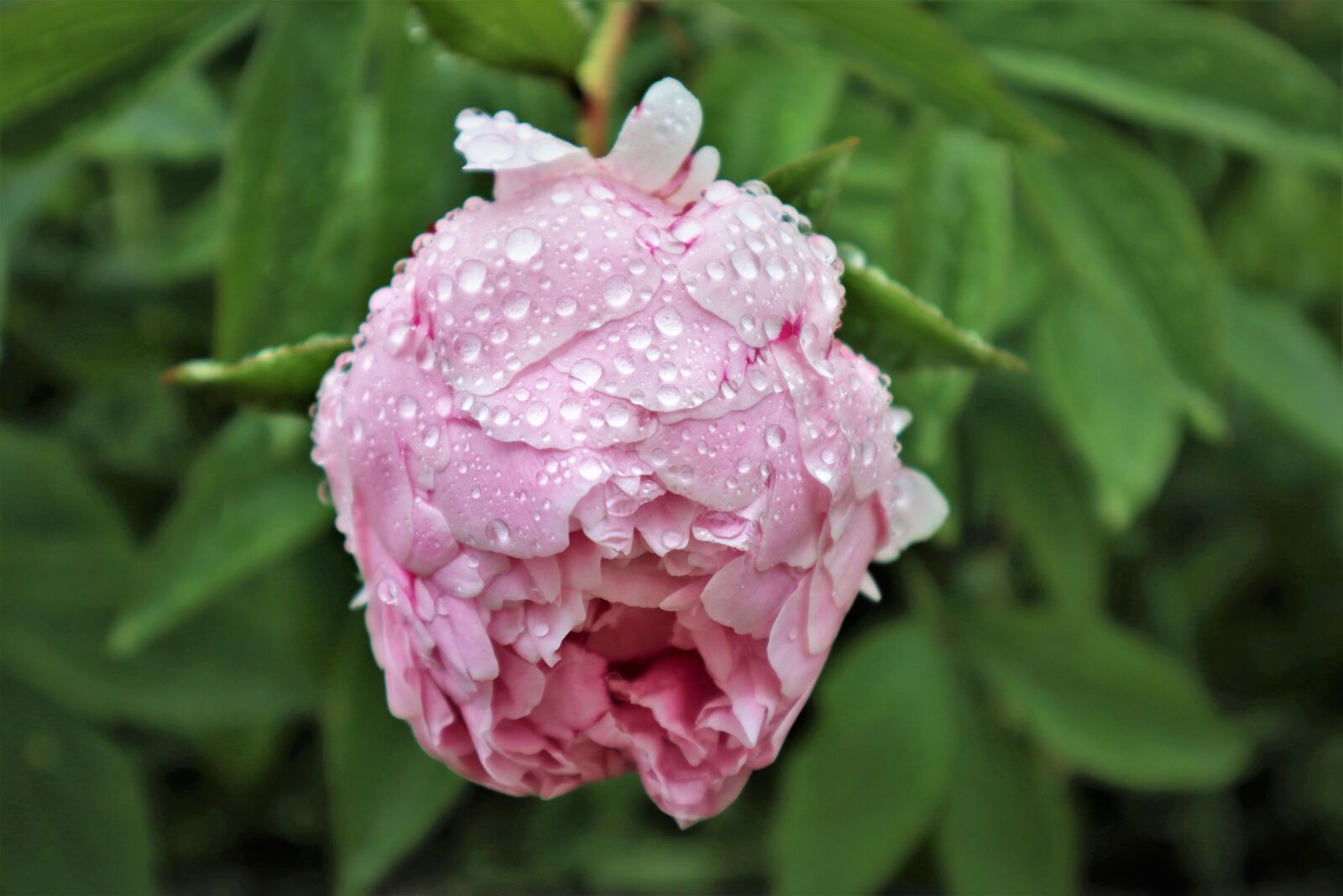 Canon EOS M50 (EOS Kiss M) sample photo. Roses, rose bloom, flower photography