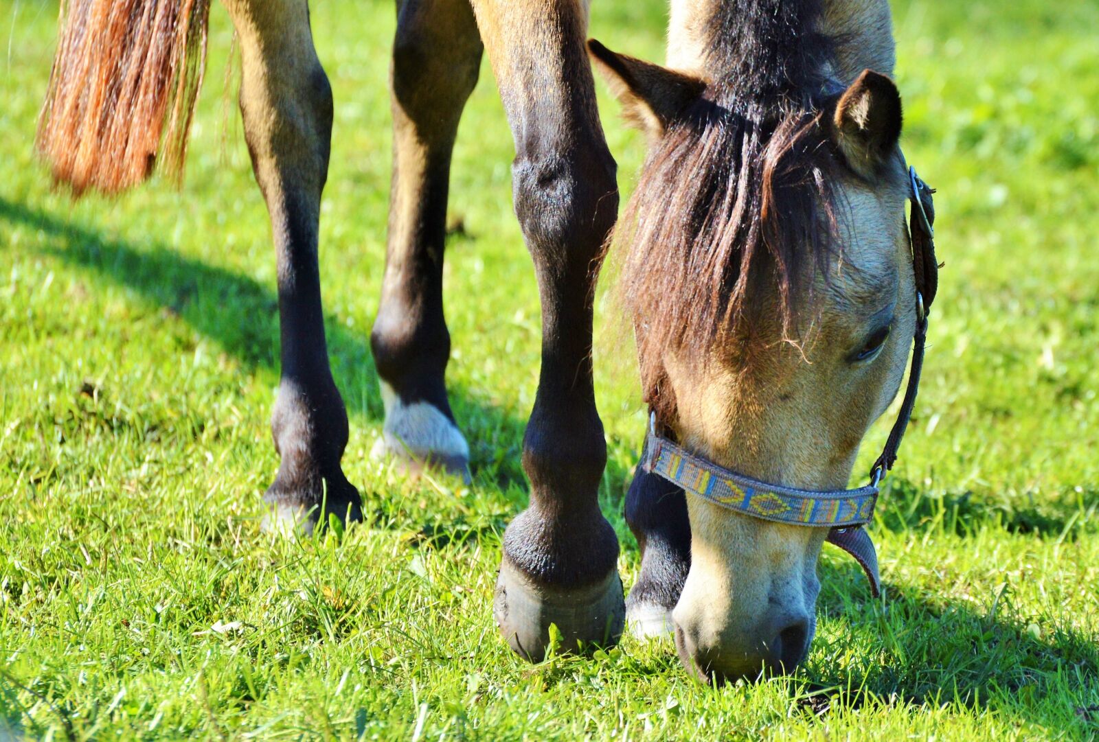 Nikon D3200 sample photo. Horse, ride, reiter photography