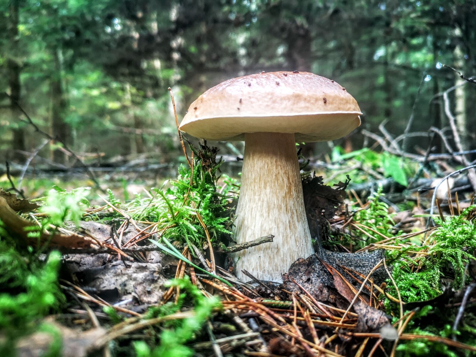 HUAWEI CLT-L29 sample photo. Mushroom, boletus, white photography