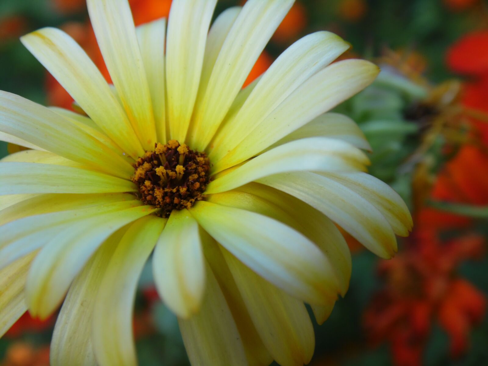 Samsung WB110/  WB111 sample photo. Flower, flowers, summer flowers photography