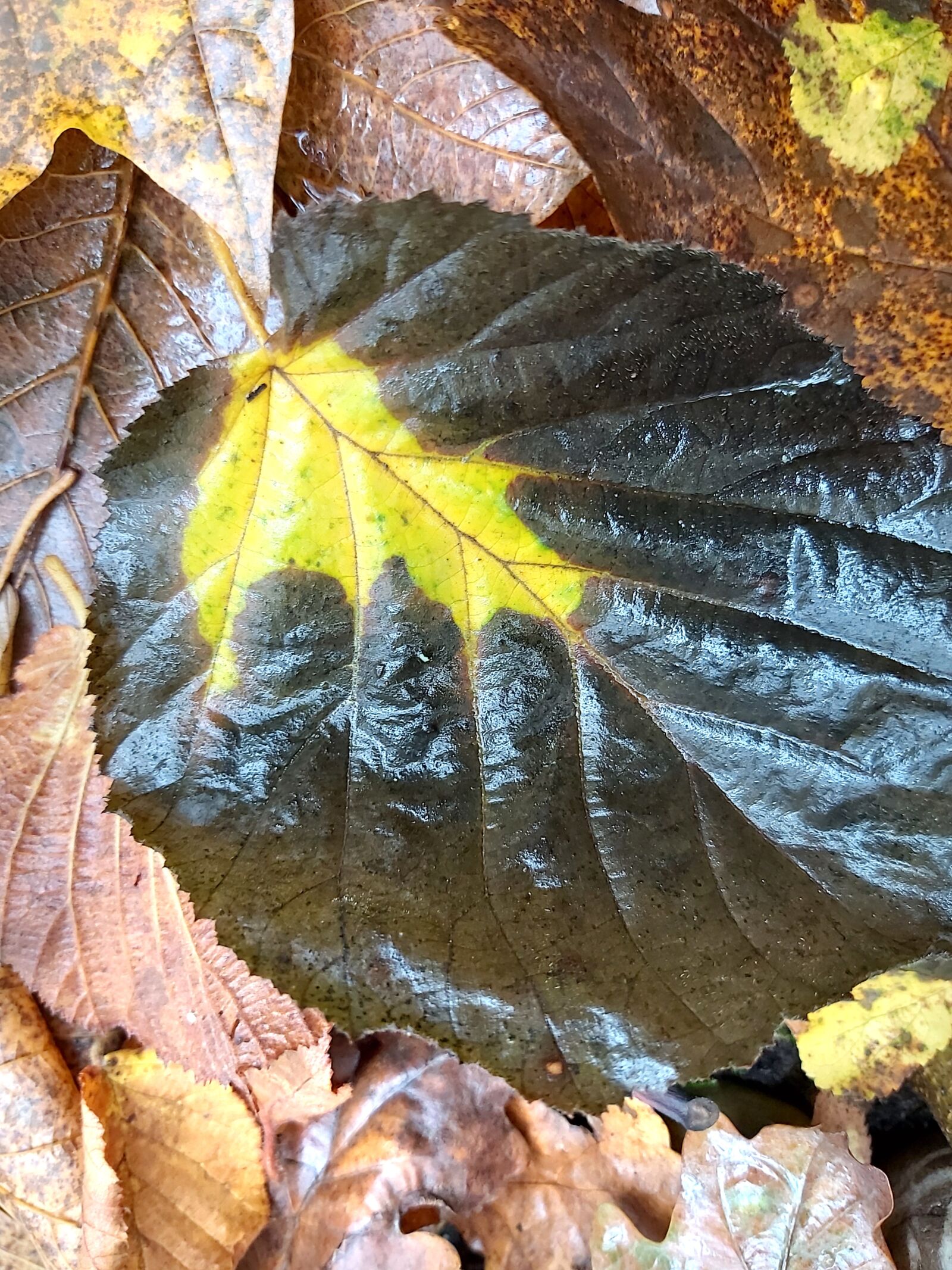 Samsung Galaxy A70 sample photo. Autumn, colorful leaves, leaves photography