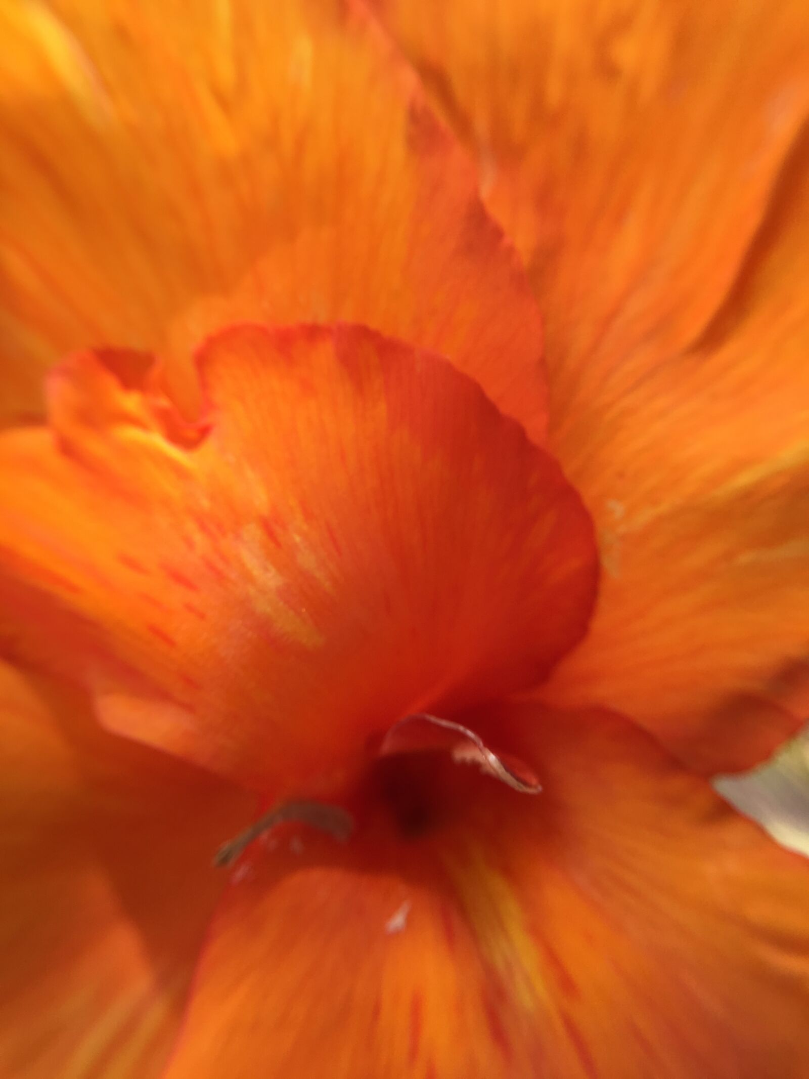 Apple iPhone 6s Plus sample photo. Beautiful, flowers photography