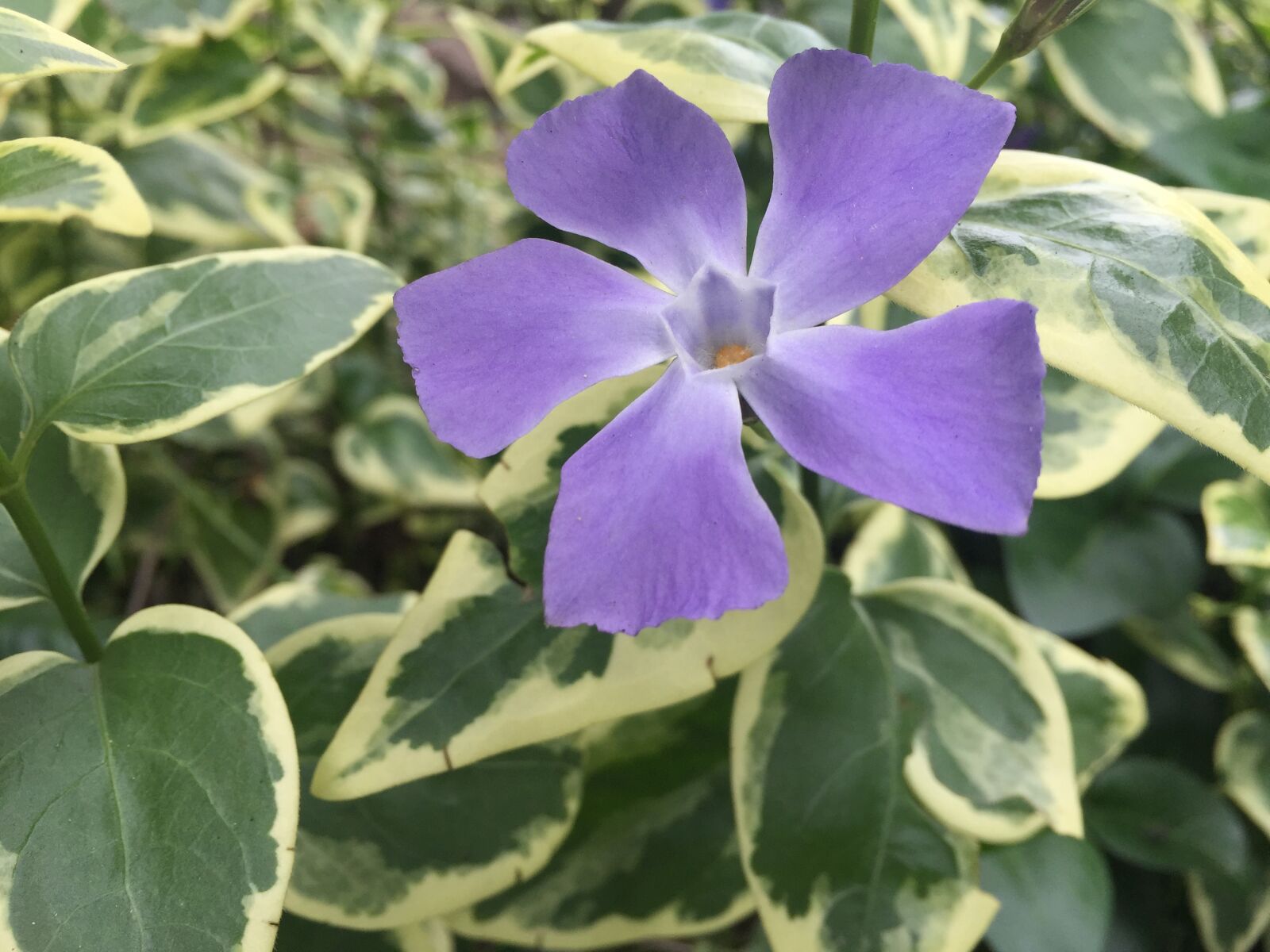 iPhone 6 back camera 4.15mm f/2.2 sample photo. Flower, nature photography