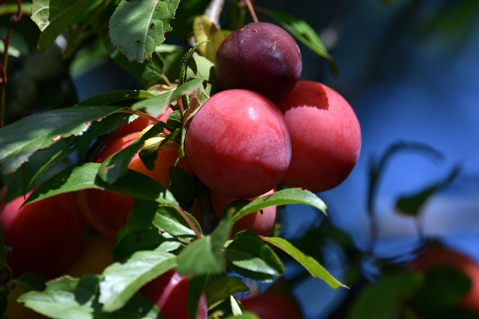 Nikon D3400 sample photo. Plum, fruit, garden photography