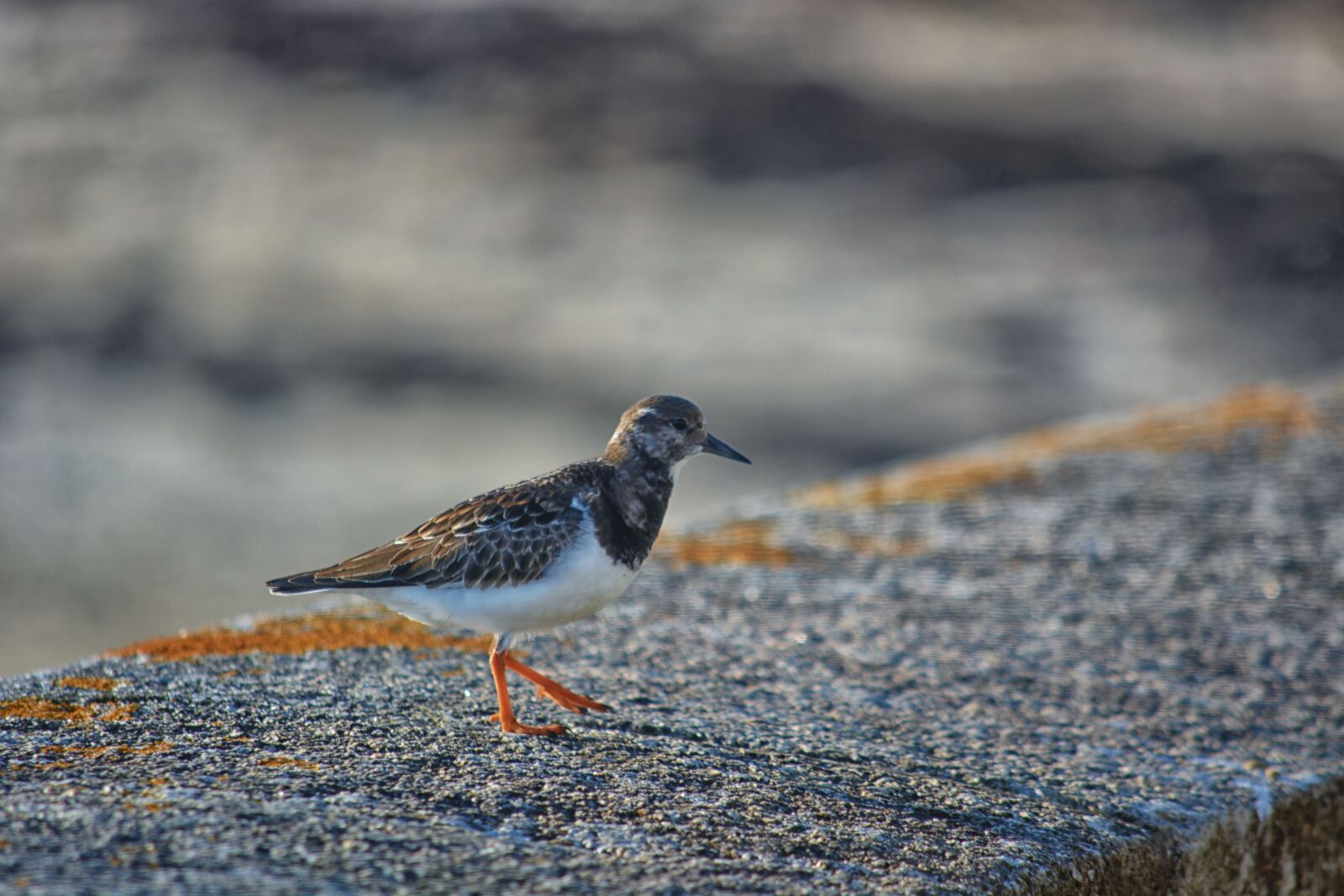 Nikon D5200 sample photo. Animalier, animaux, sauvages, faune photography