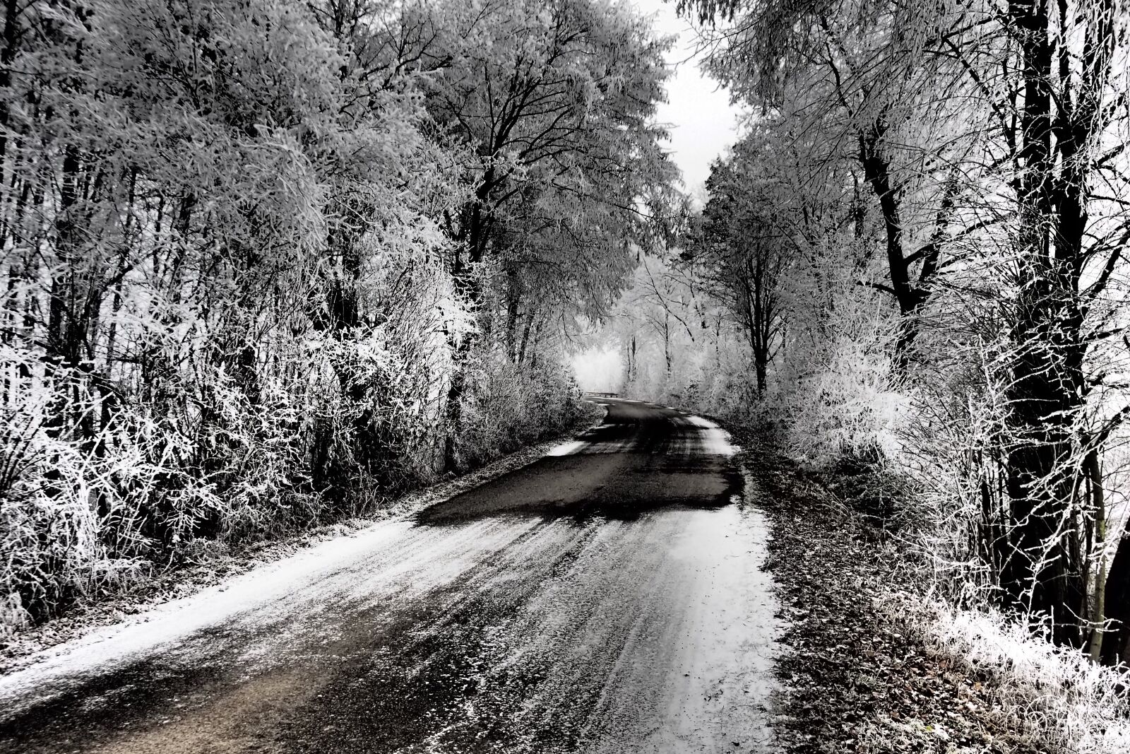 Olympus OM-D E-M5 sample photo. Winter, trees, ice photography
