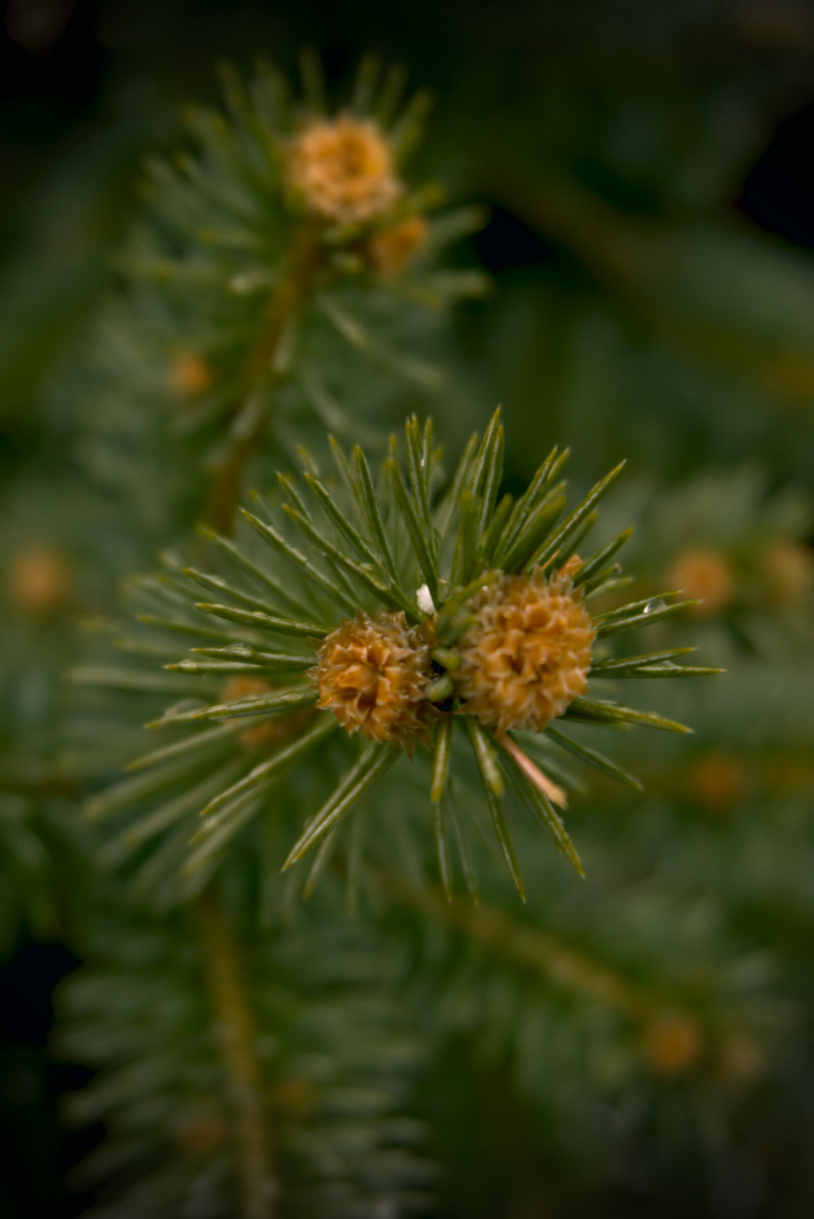 Sony a6000 sample photo. Backyard, beauty, close, up photography