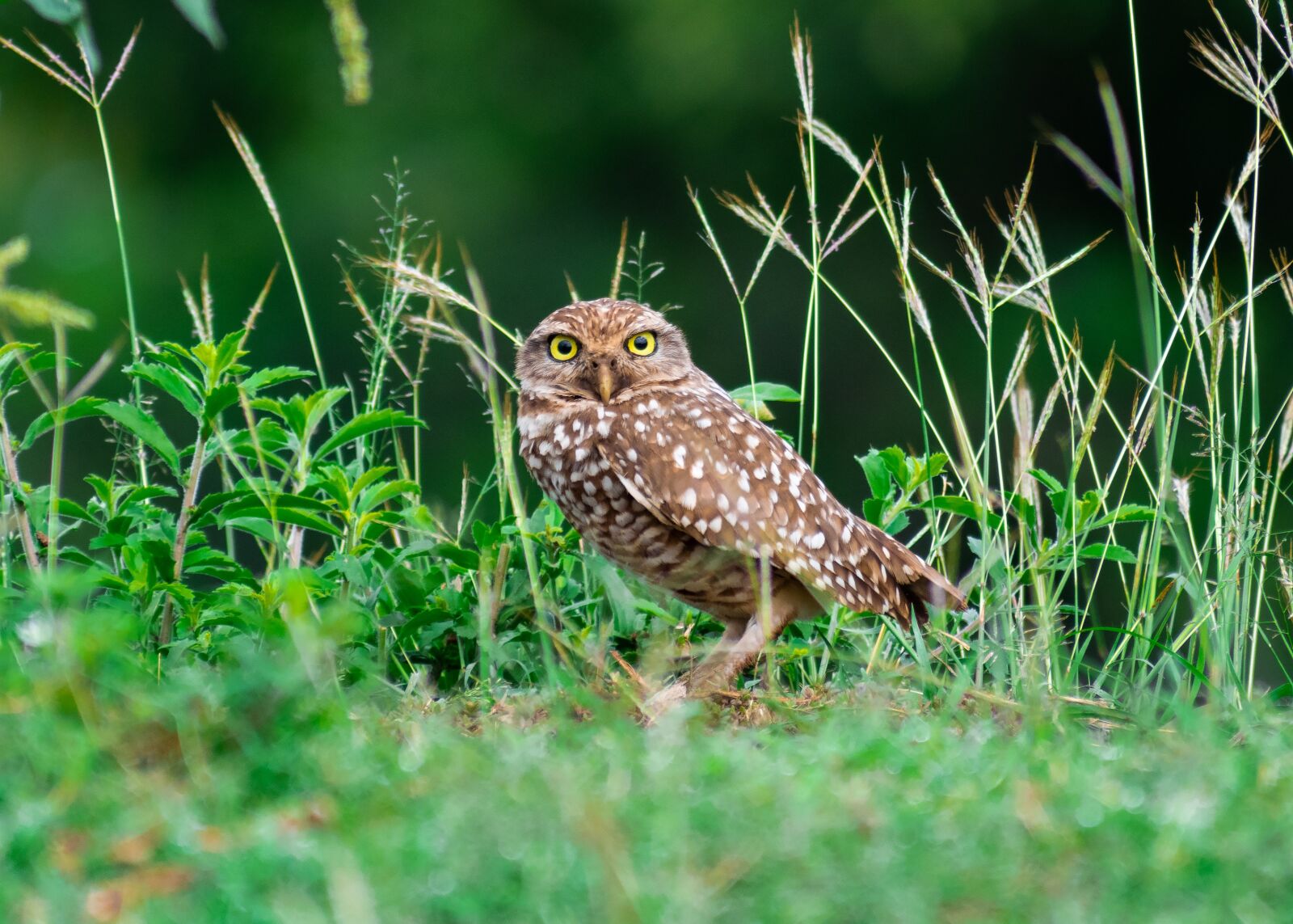 Nikon D5300 sample photo. Owl, birds, nature photography