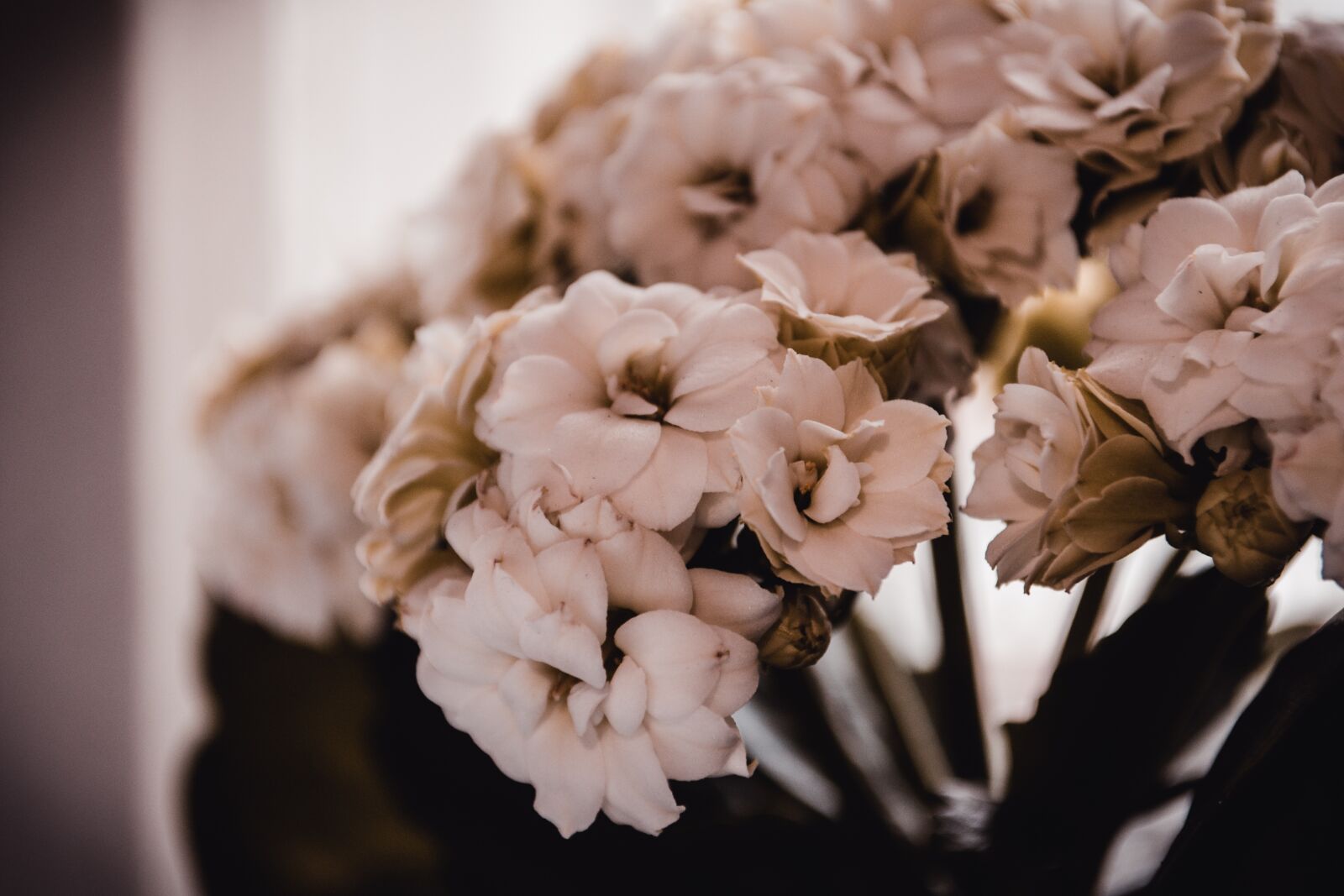 Nikon D3100 sample photo. Blumen, flora, flowers photography