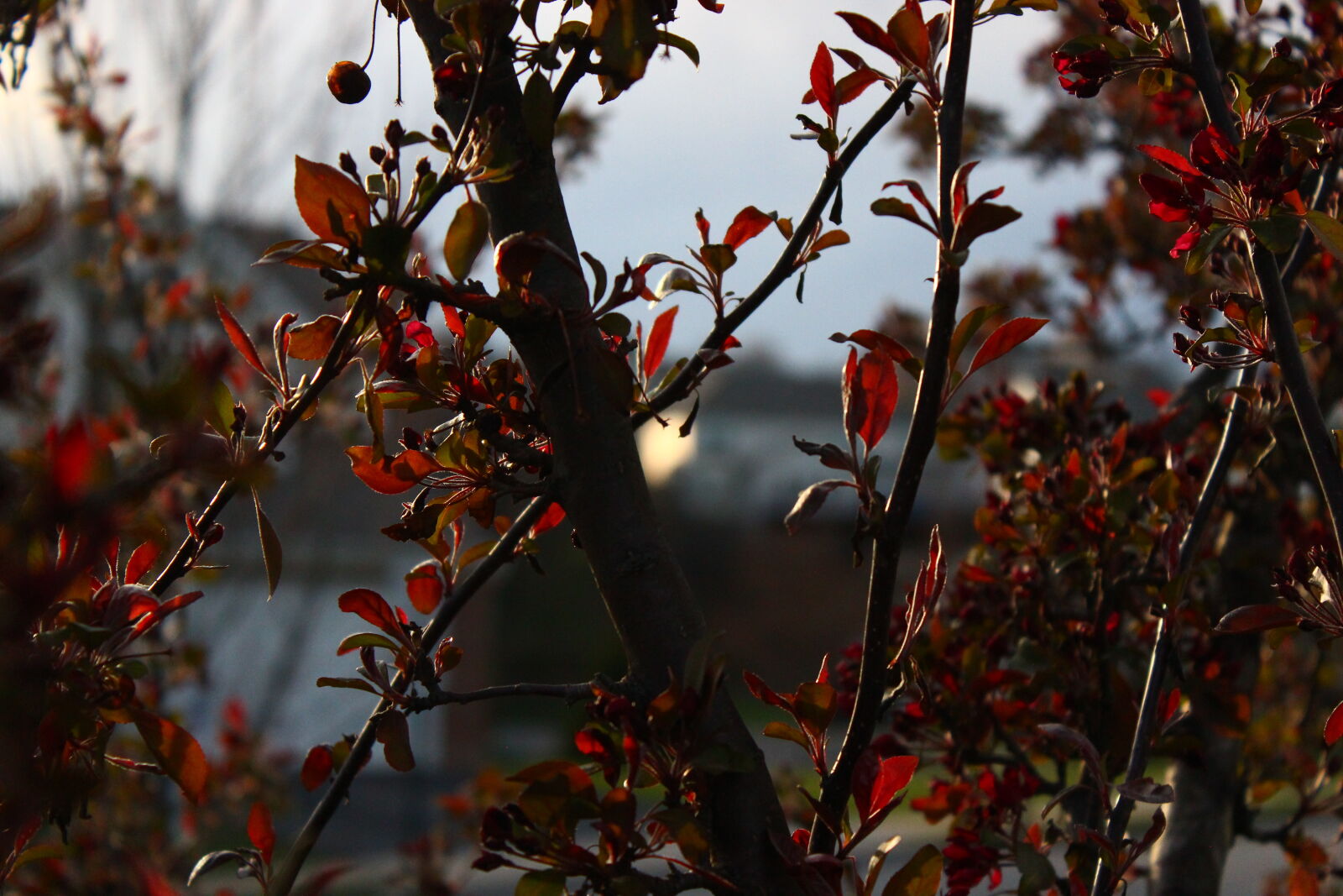 Canon EOS 600D (Rebel EOS T3i / EOS Kiss X5) sample photo. Backyard, berries, chill, flowers photography