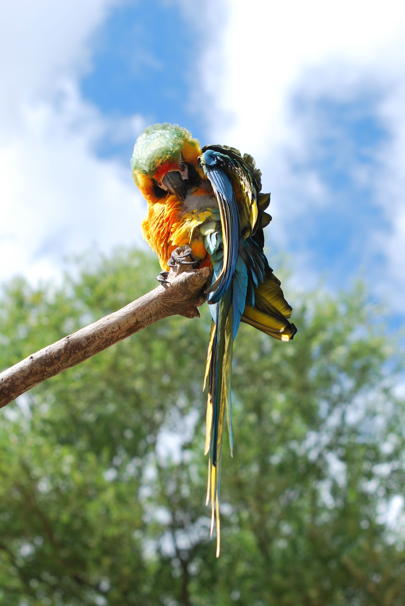 Nikon D60 sample photo. Parrot, bird, nature photography
