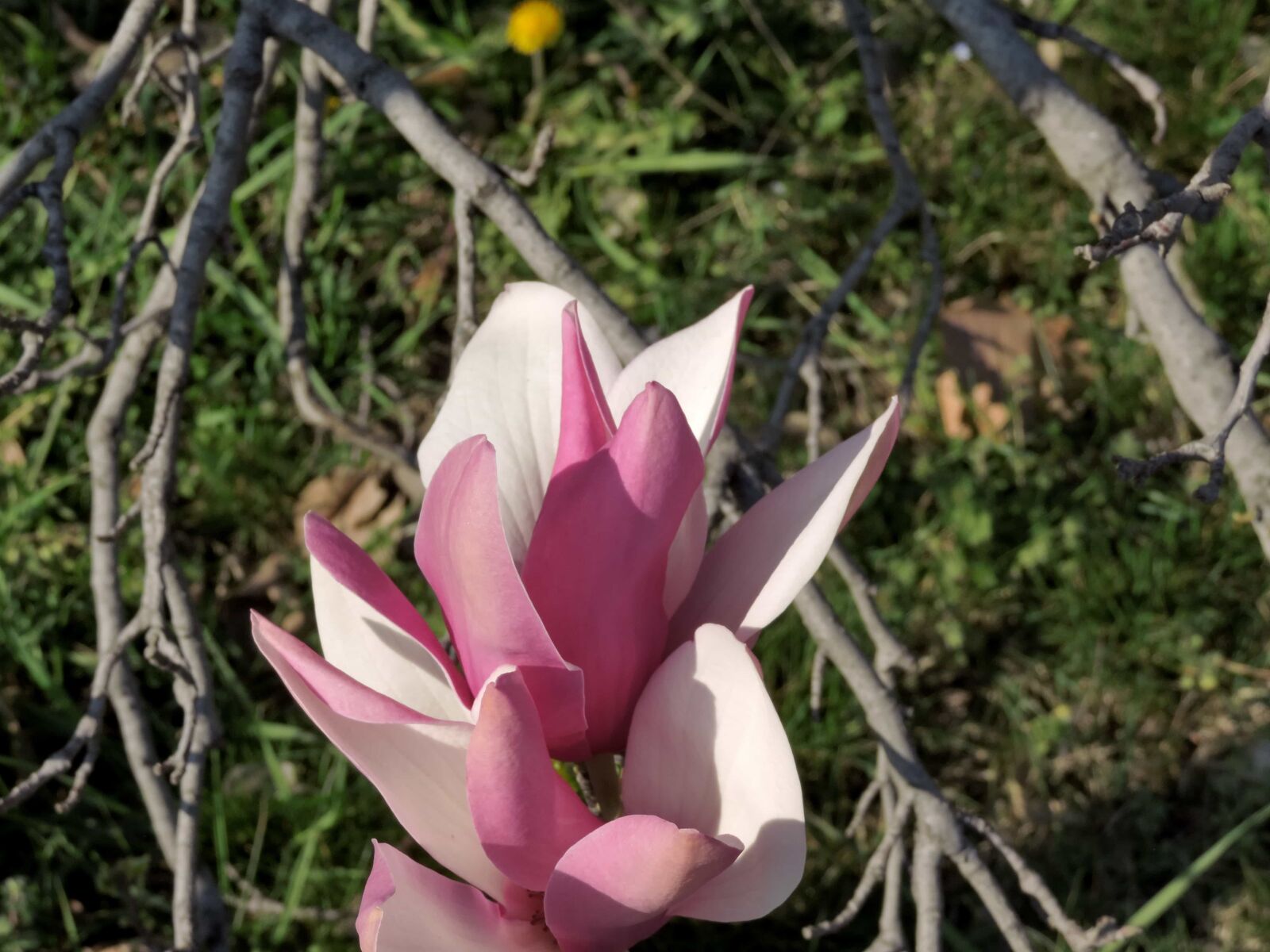 Nikon Coolpix P520 sample photo. Beautiful flowers, flower garden photography
