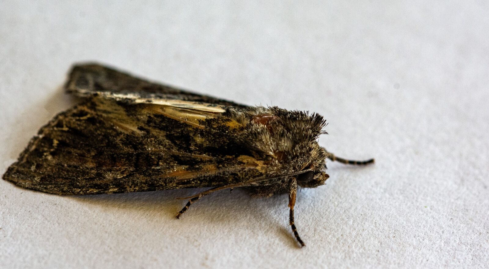 Nikon D7100 sample photo. Night butterfly, insects, macro photography