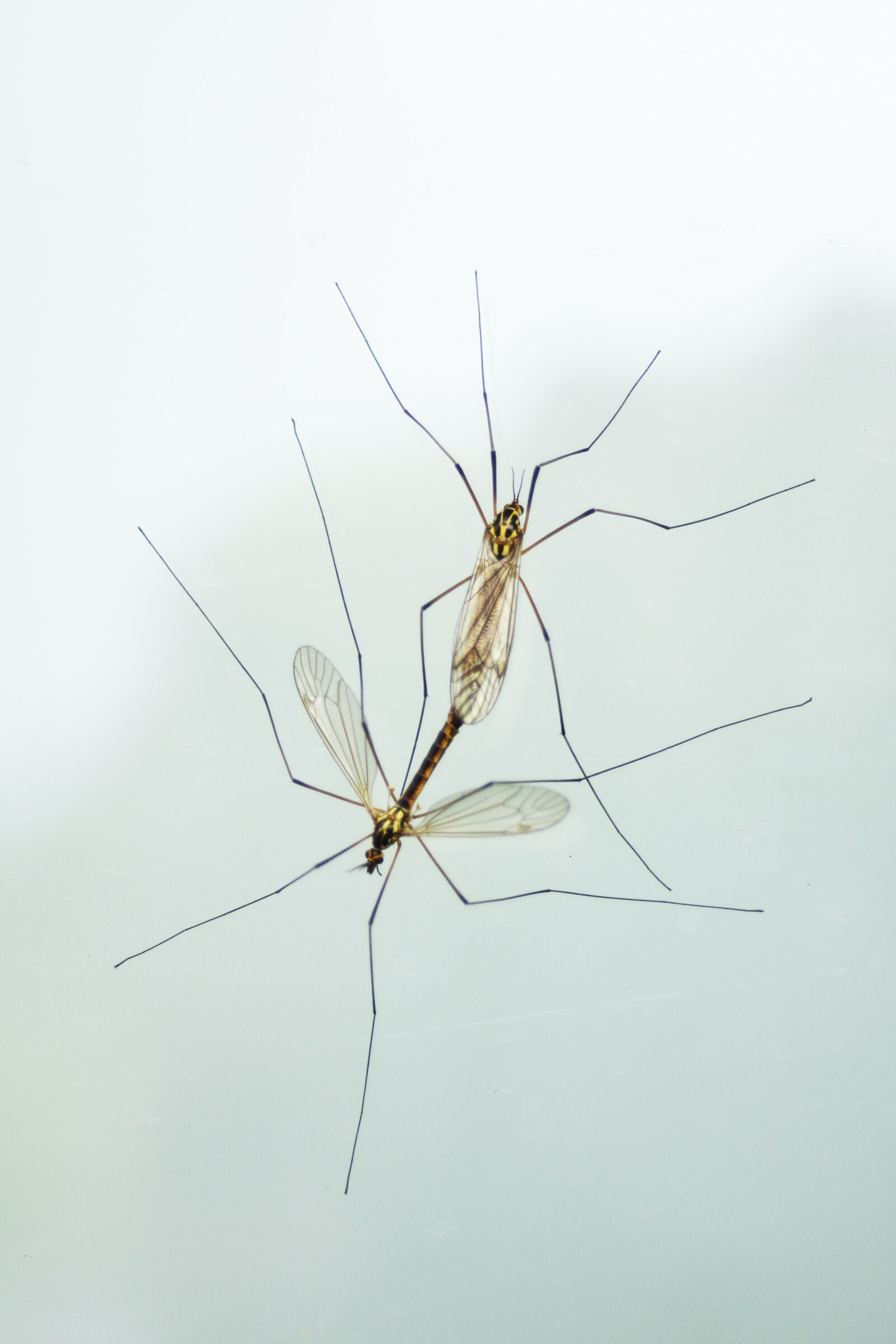 Canon EOS 50D sample photo. Insect, mating, spring photography