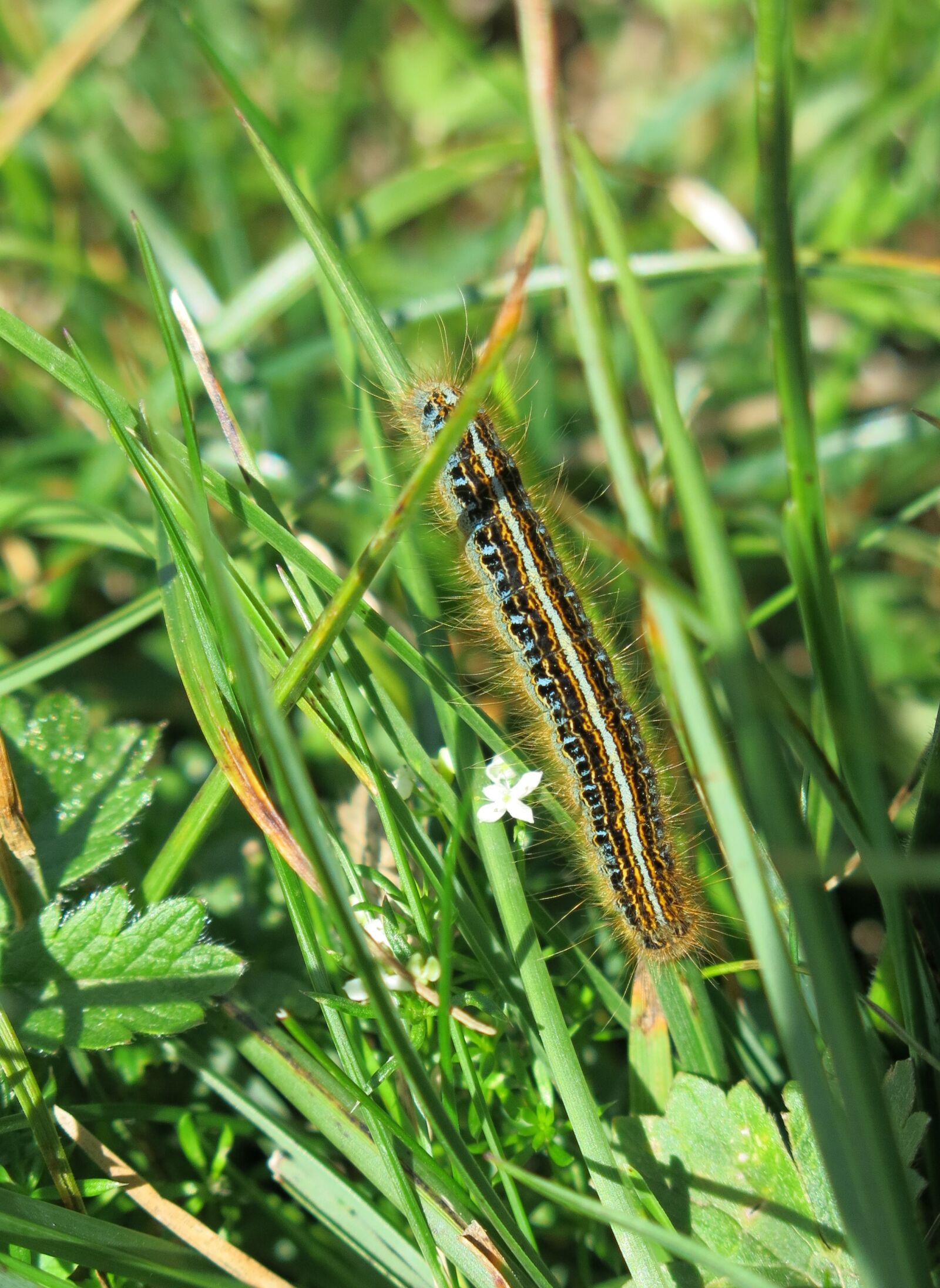 Canon PowerShot G15 sample photo. Caterpillar, bristles, glutton photography