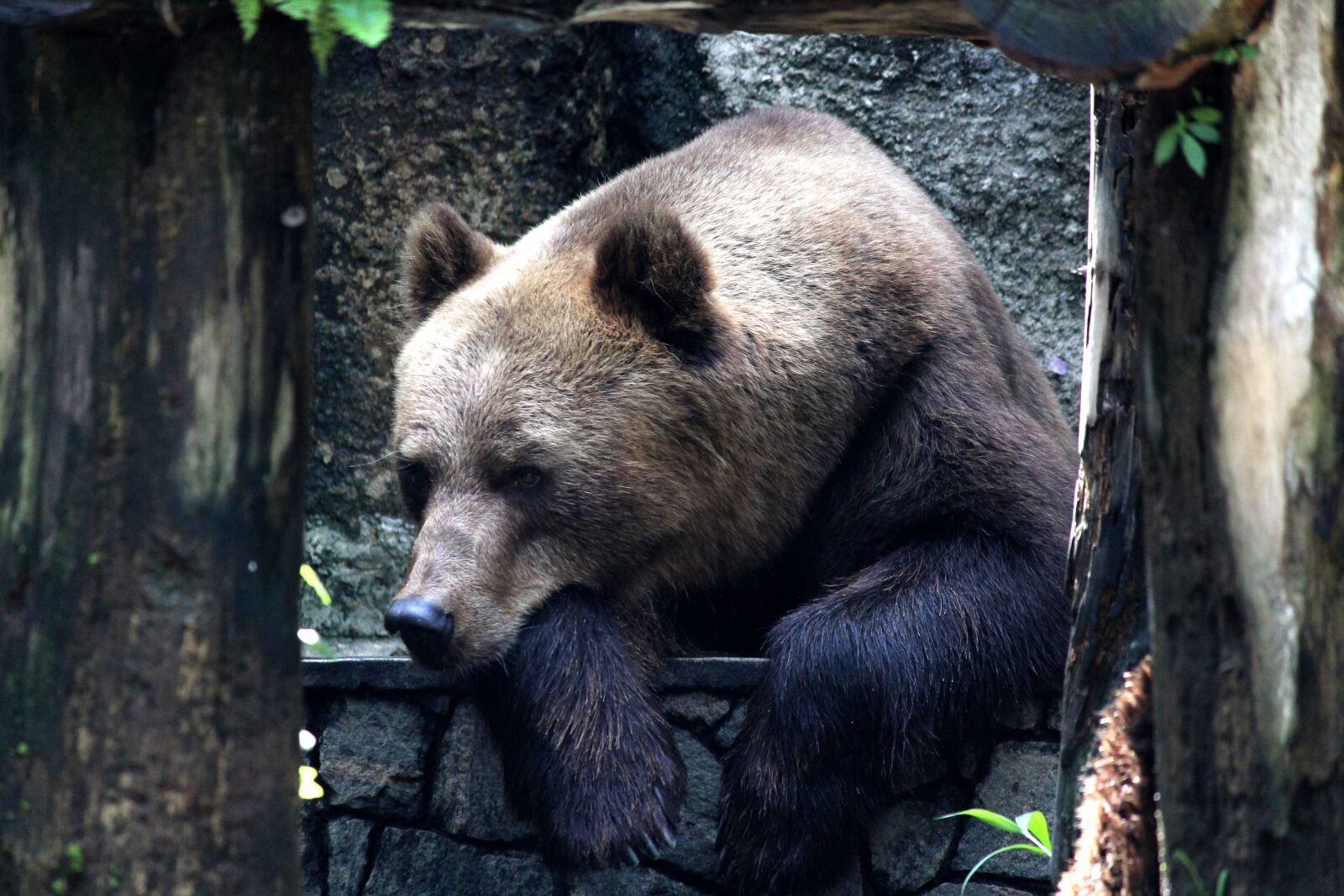 Canon EF-S 55-250mm F4-5.6 IS II sample photo. Bear, zoo, wildlife photography