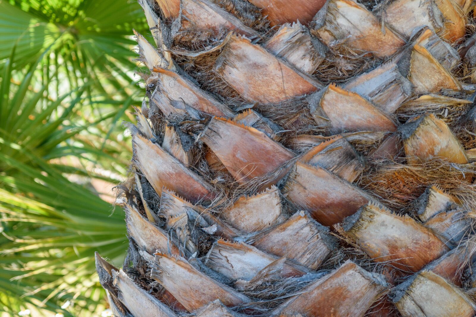 Nikon D5500 sample photo. Palm, tribe, plant photography