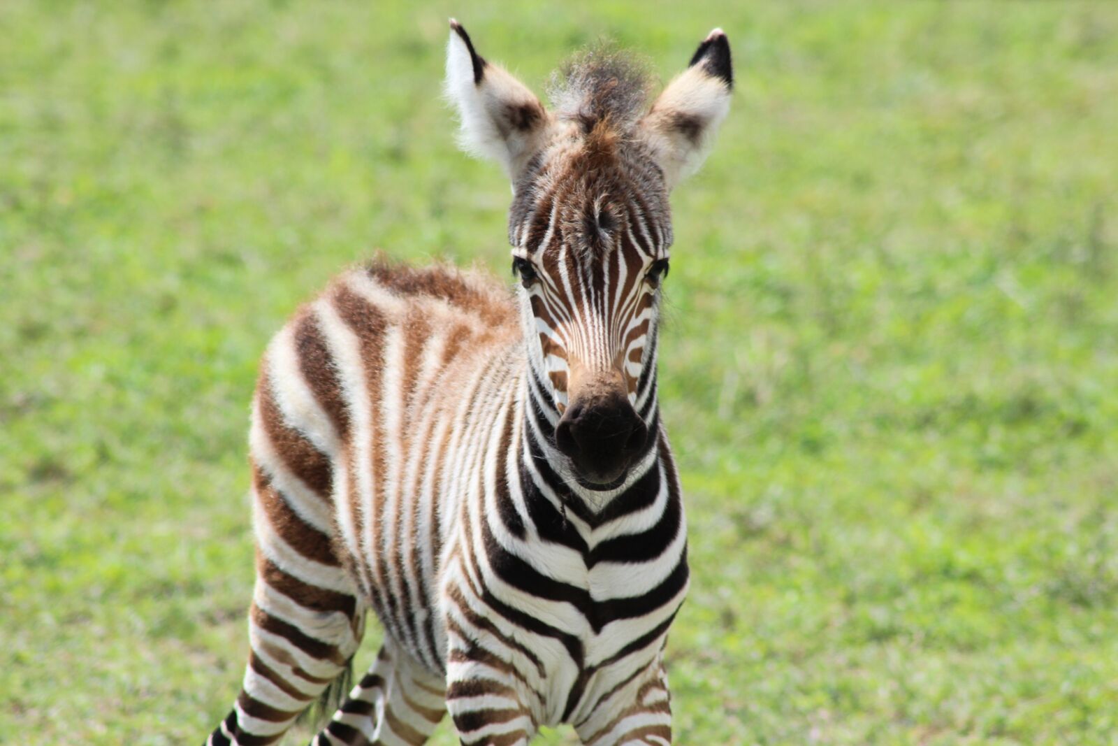 Canon EOS 600D (Rebel EOS T3i / EOS Kiss X5) sample photo. Zebra, savannah, nature photography
