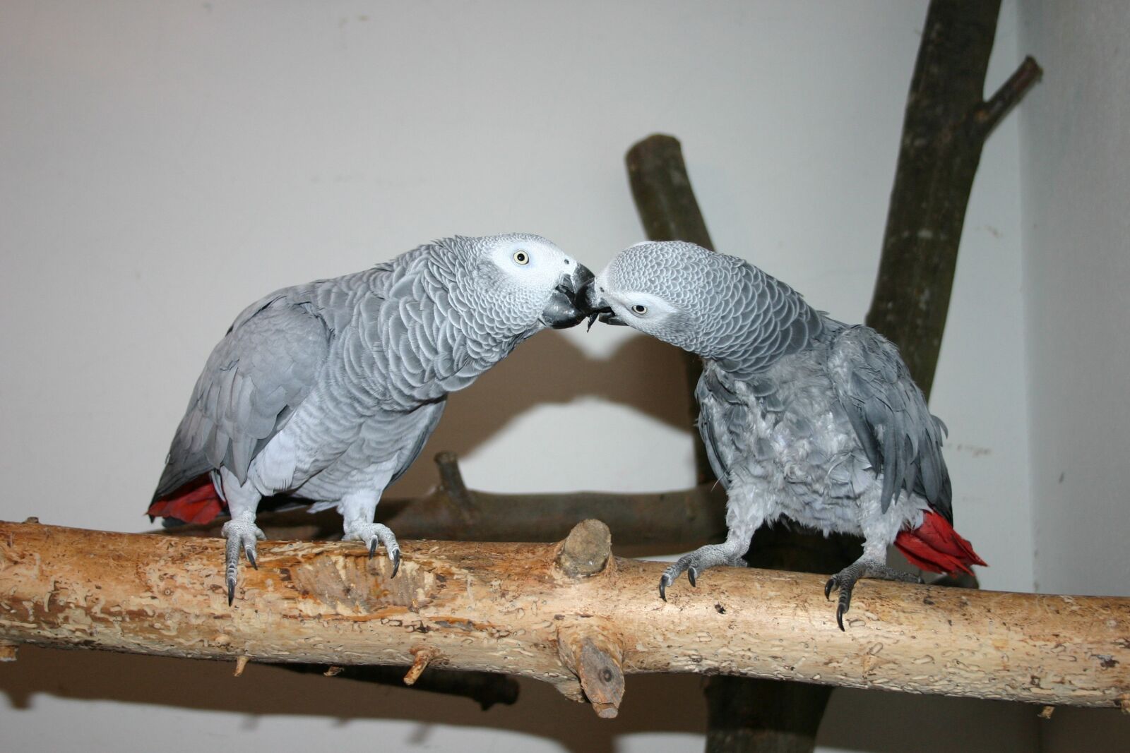 Canon EOS 300D (EOS Digital Rebel / EOS Kiss Digital) sample photo. Animal, birds, grey parrots photography