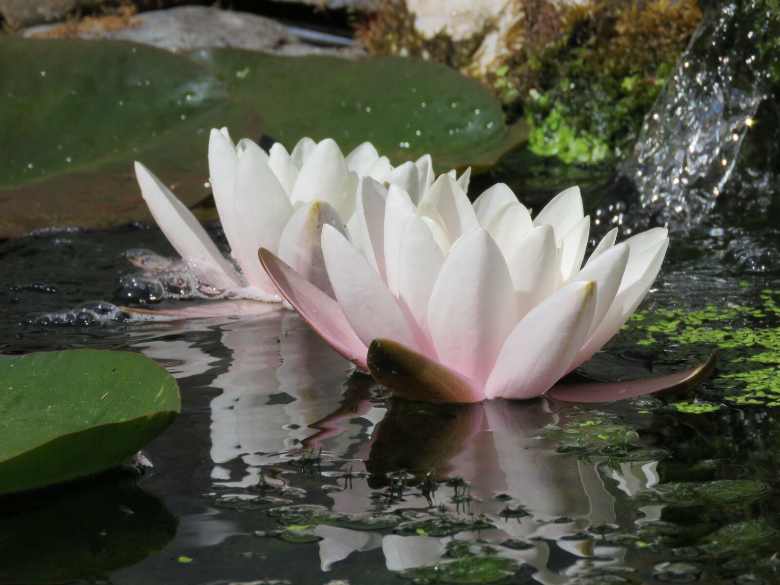 Canon PowerShot SX60 HS sample photo. Waterlilies, pond, flowers photography