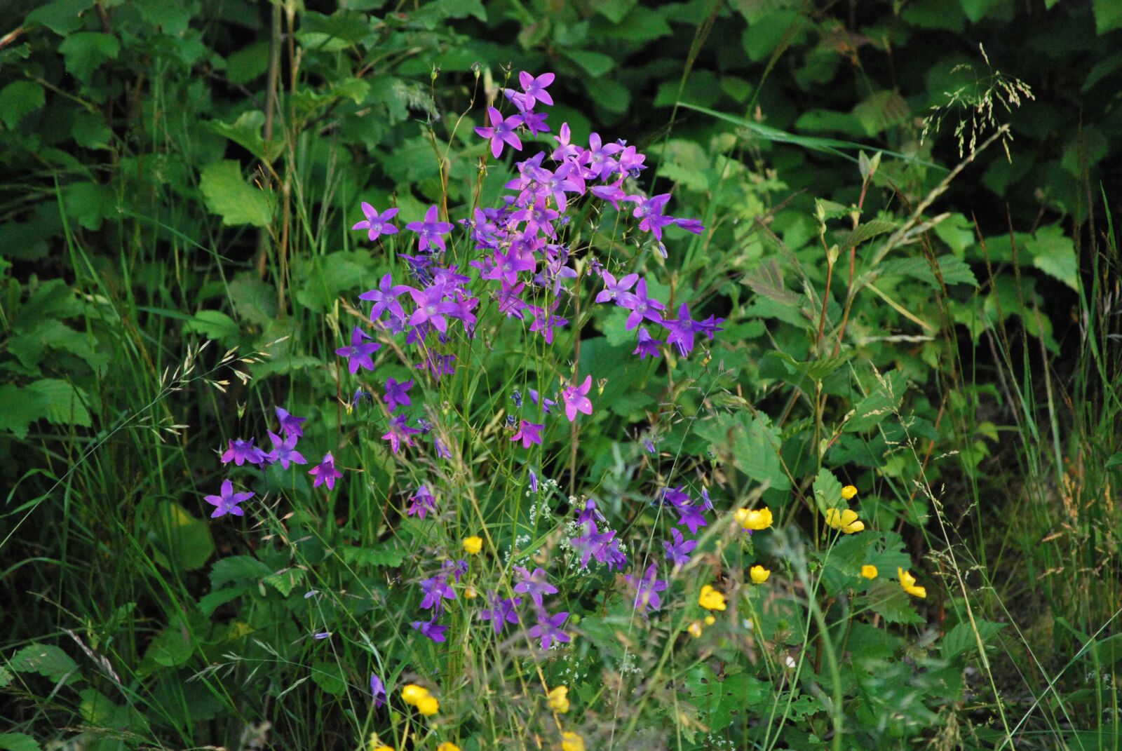 Nikon D60 sample photo. Flowers, plant, nature photography