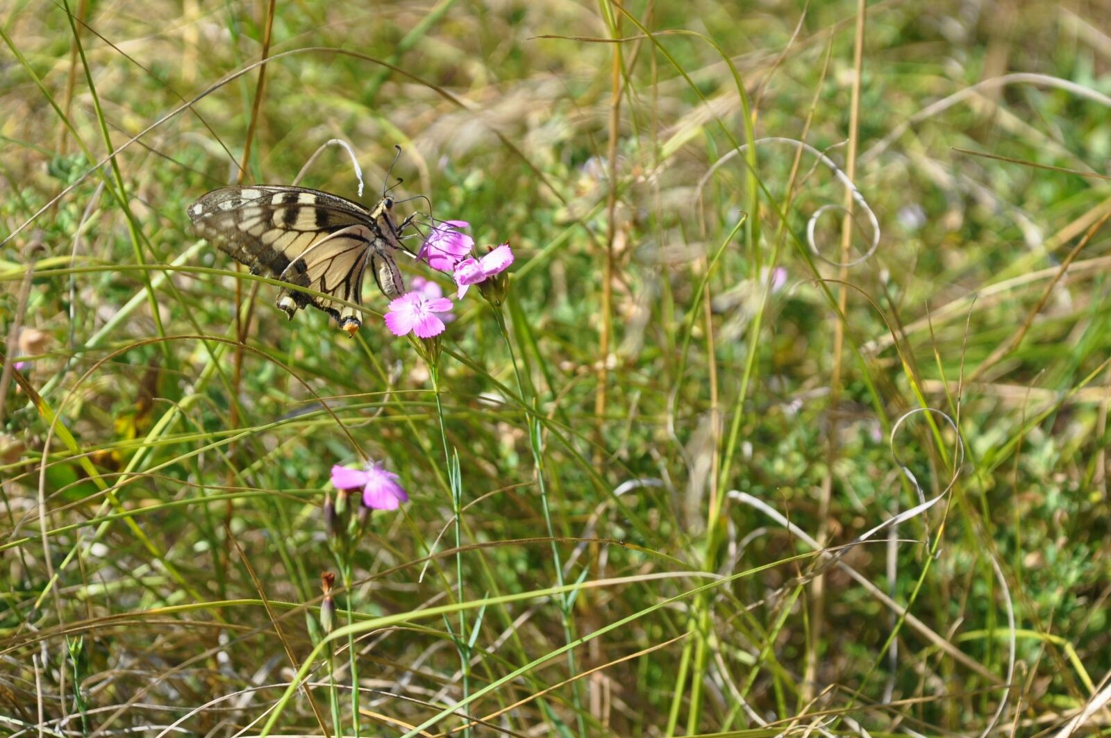Nikon D90 sample photo. Butterfly, insect, garden photography