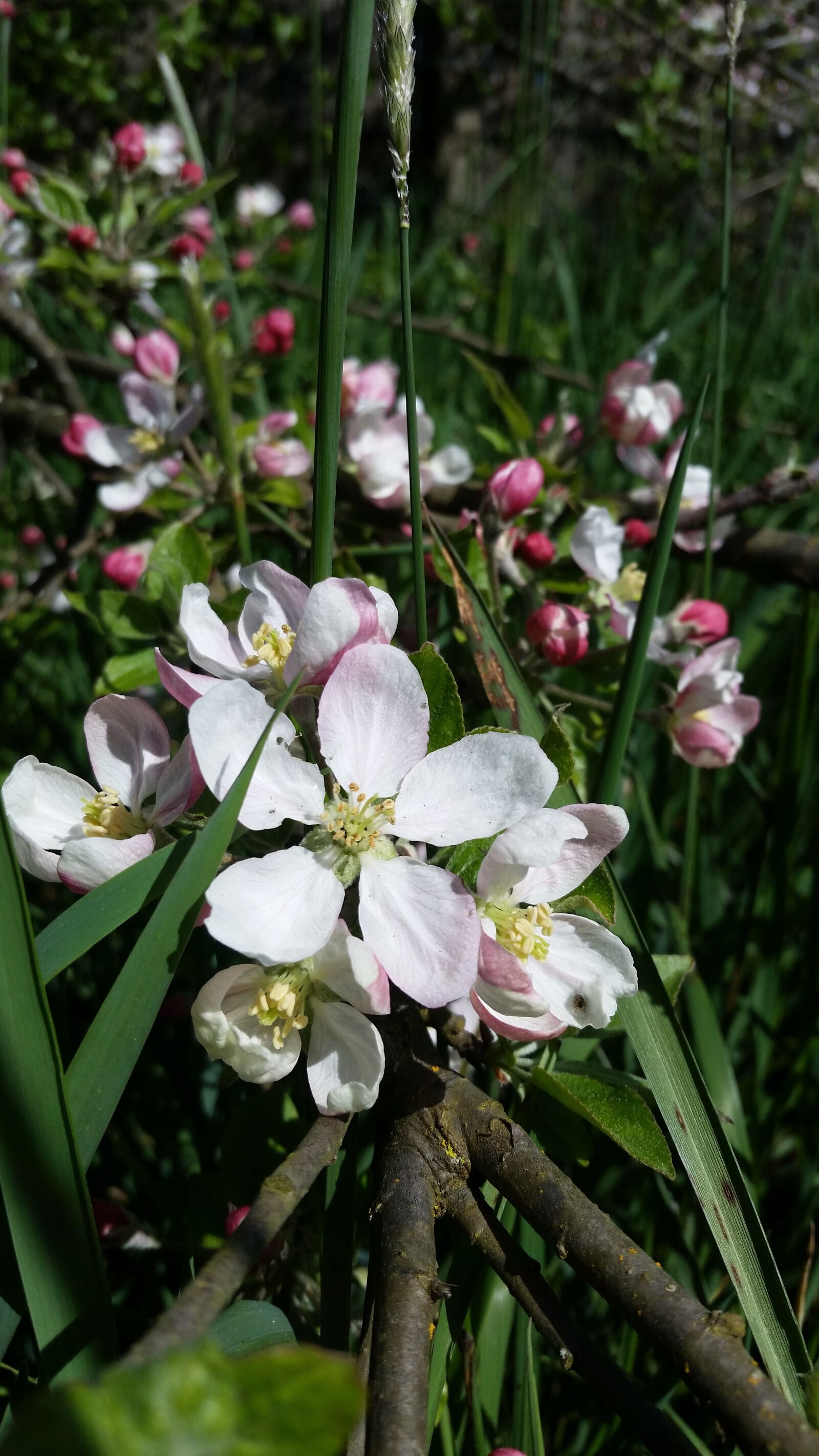 Samsung Galaxy S5 sample photo. Flower, nature, flora photography