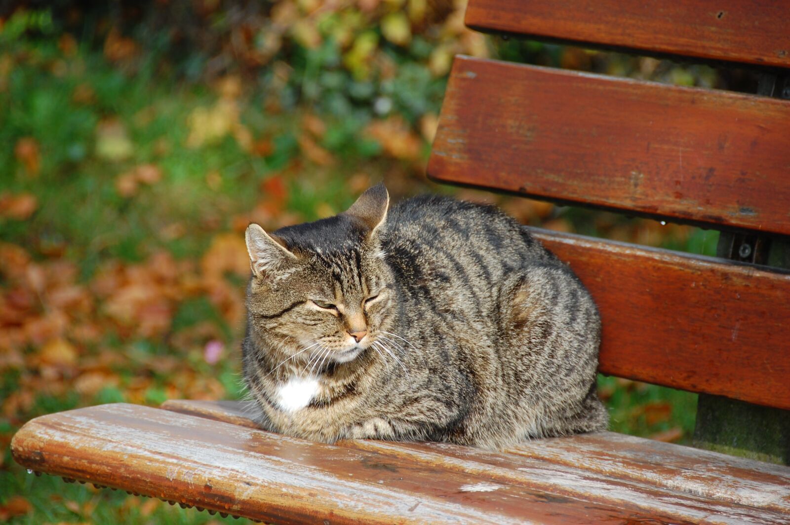 Nikon D40 sample photo. Cat, bank, sitting photography