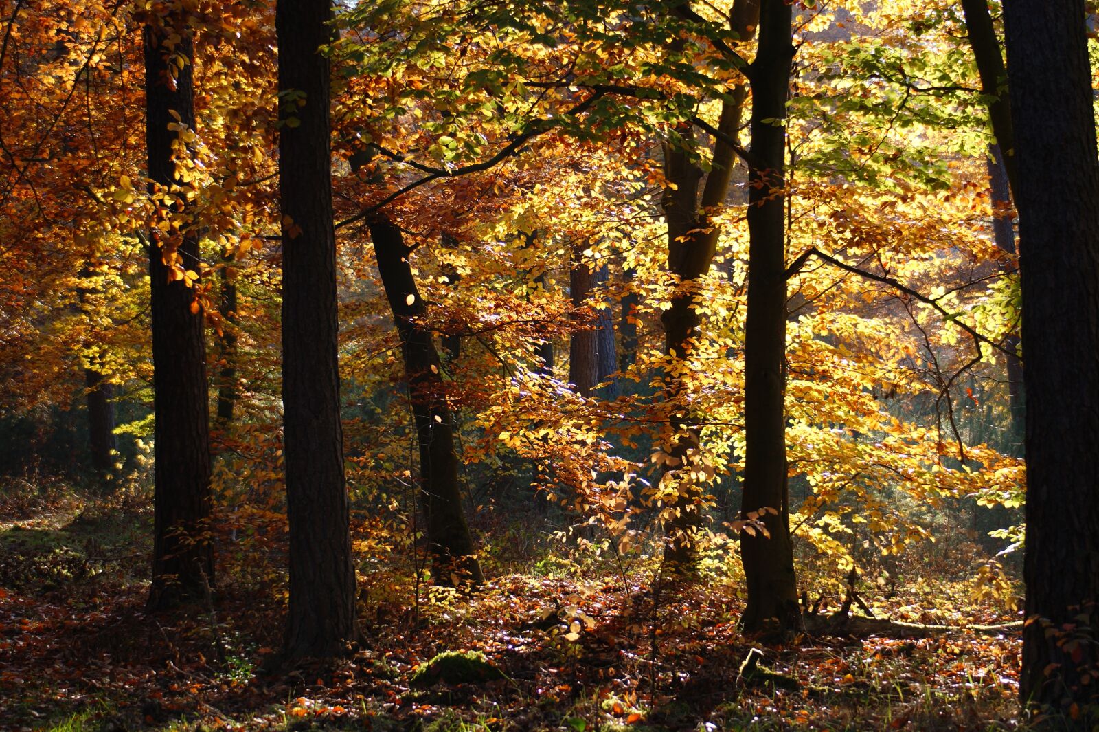 Sony Alpha DSLR-A390 sample photo. Autumn, forest, trees photography
